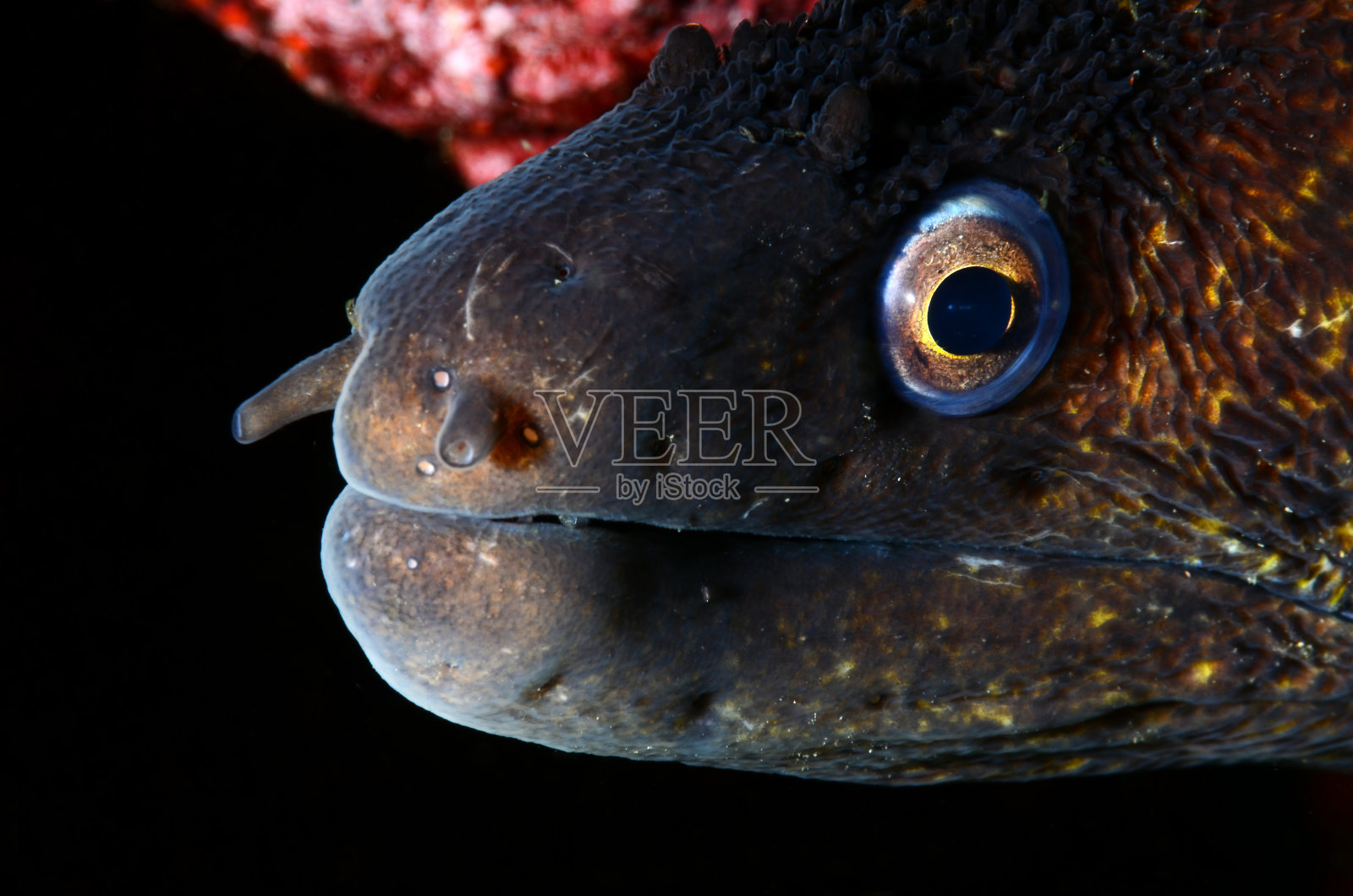 水下摄影照片摄影图片