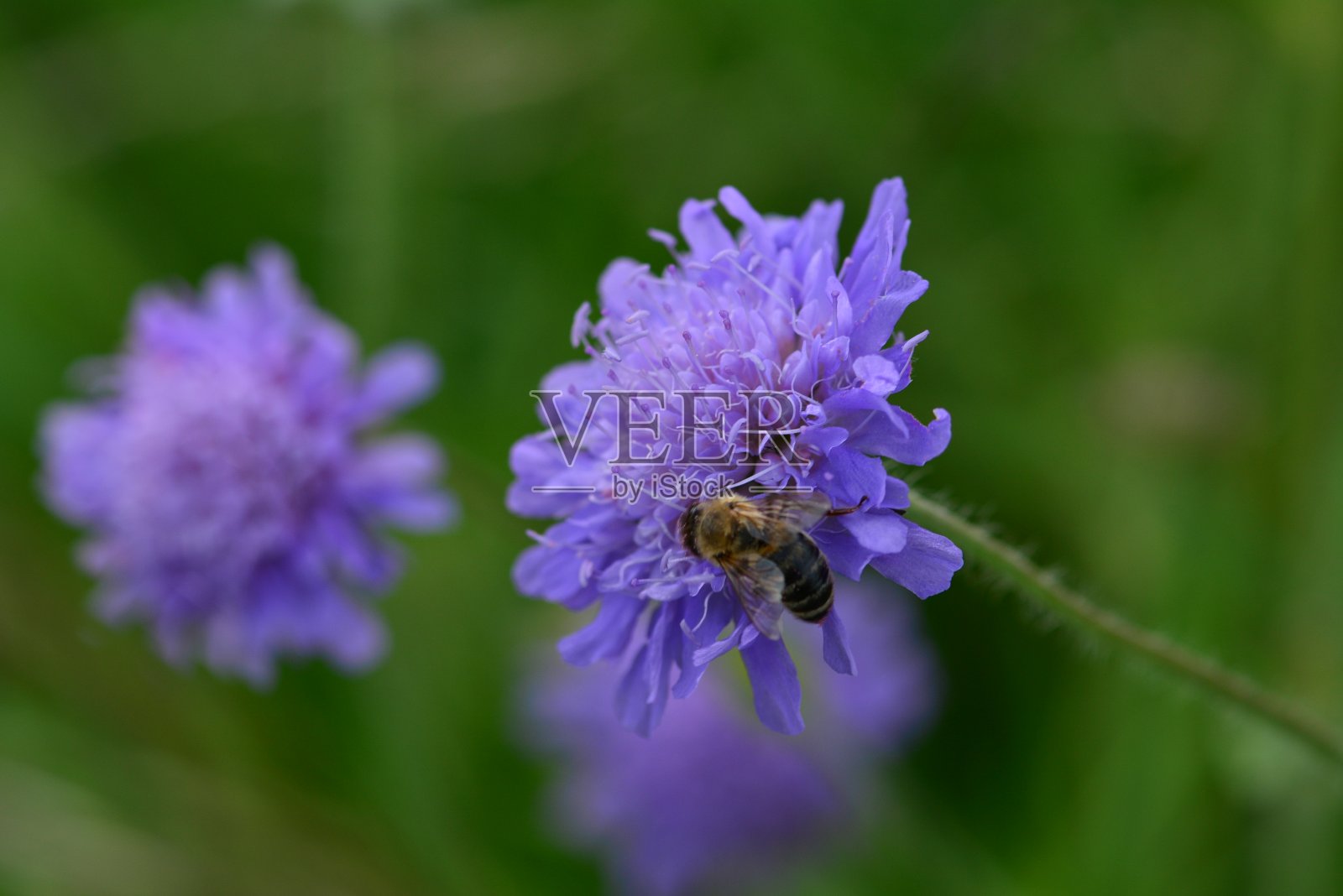 紫色的花在阳光灿烂的一天在公园里照片摄影图片