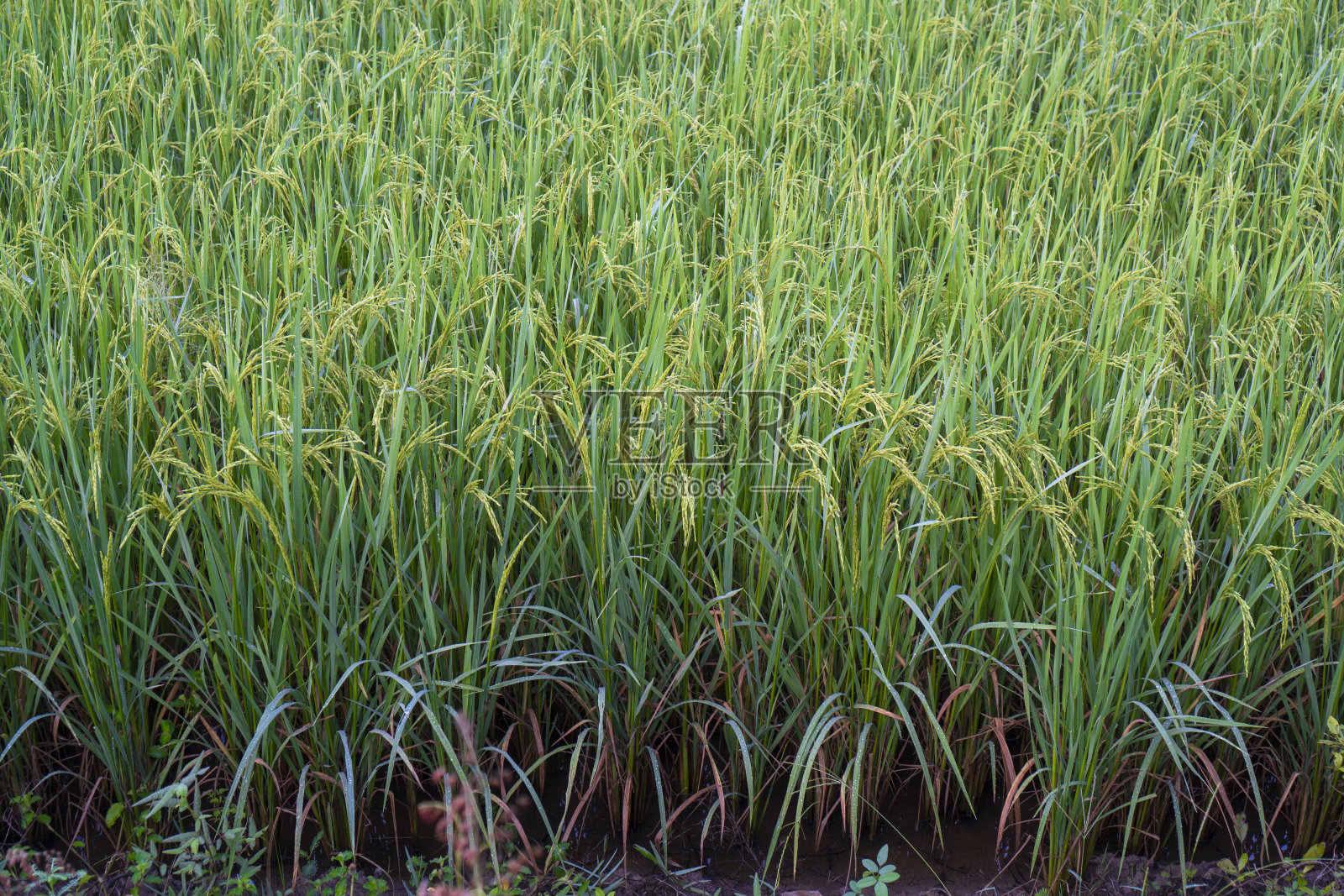 泰国盛产农产品的稻田照片摄影图片