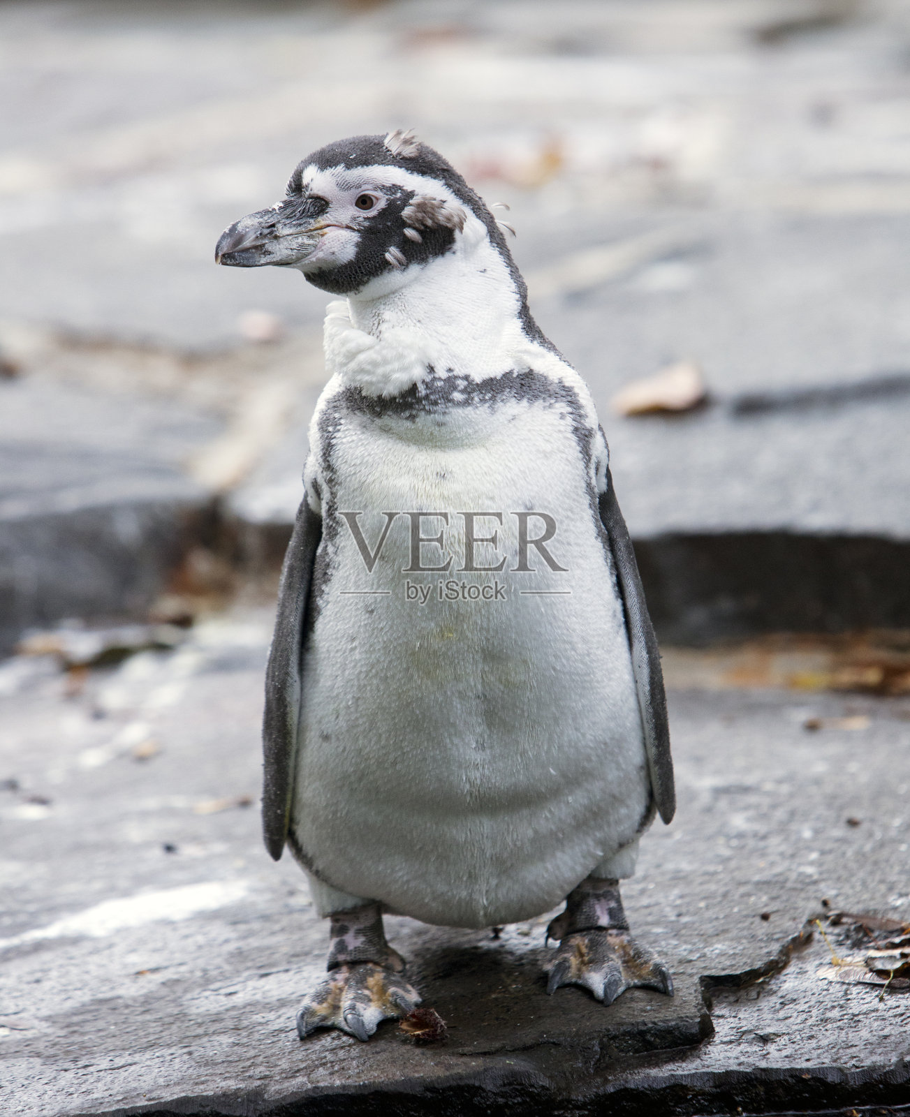 岩石上的洪堡企鹅照片摄影图片