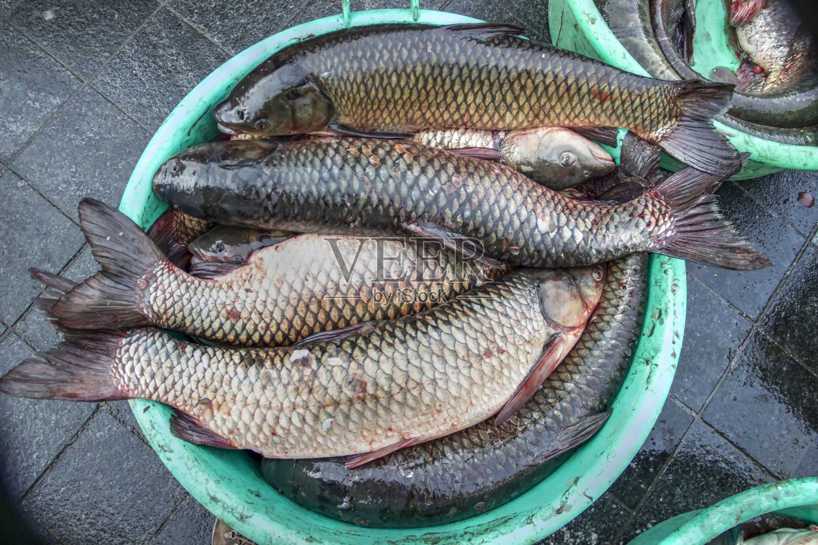 塞尔维亚，贝尔格莱德——在多瑙河捕获的淡水鱼在泽蒙鱼市出售照片摄影图片