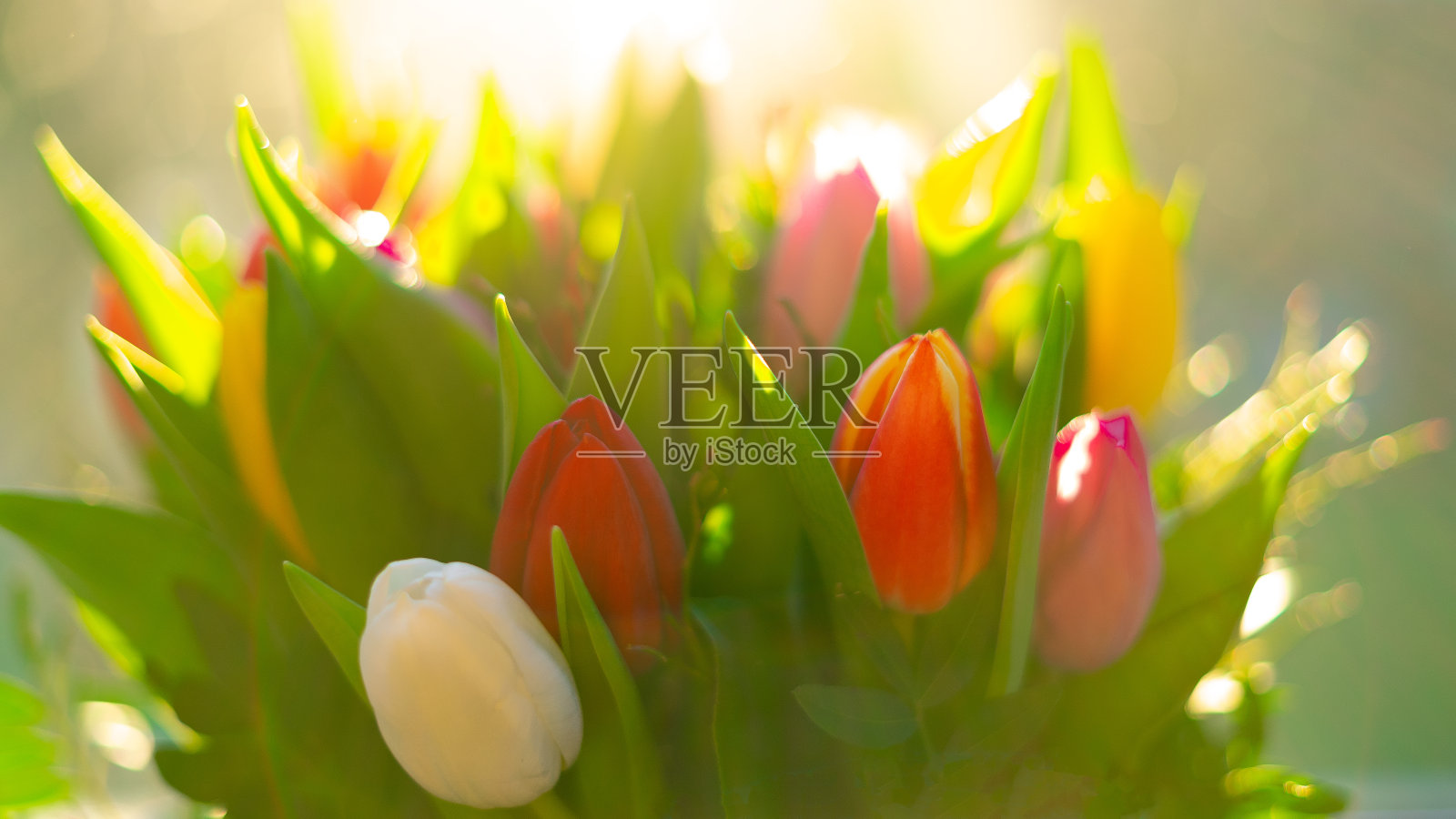 春天的郁金香花束照片摄影图片