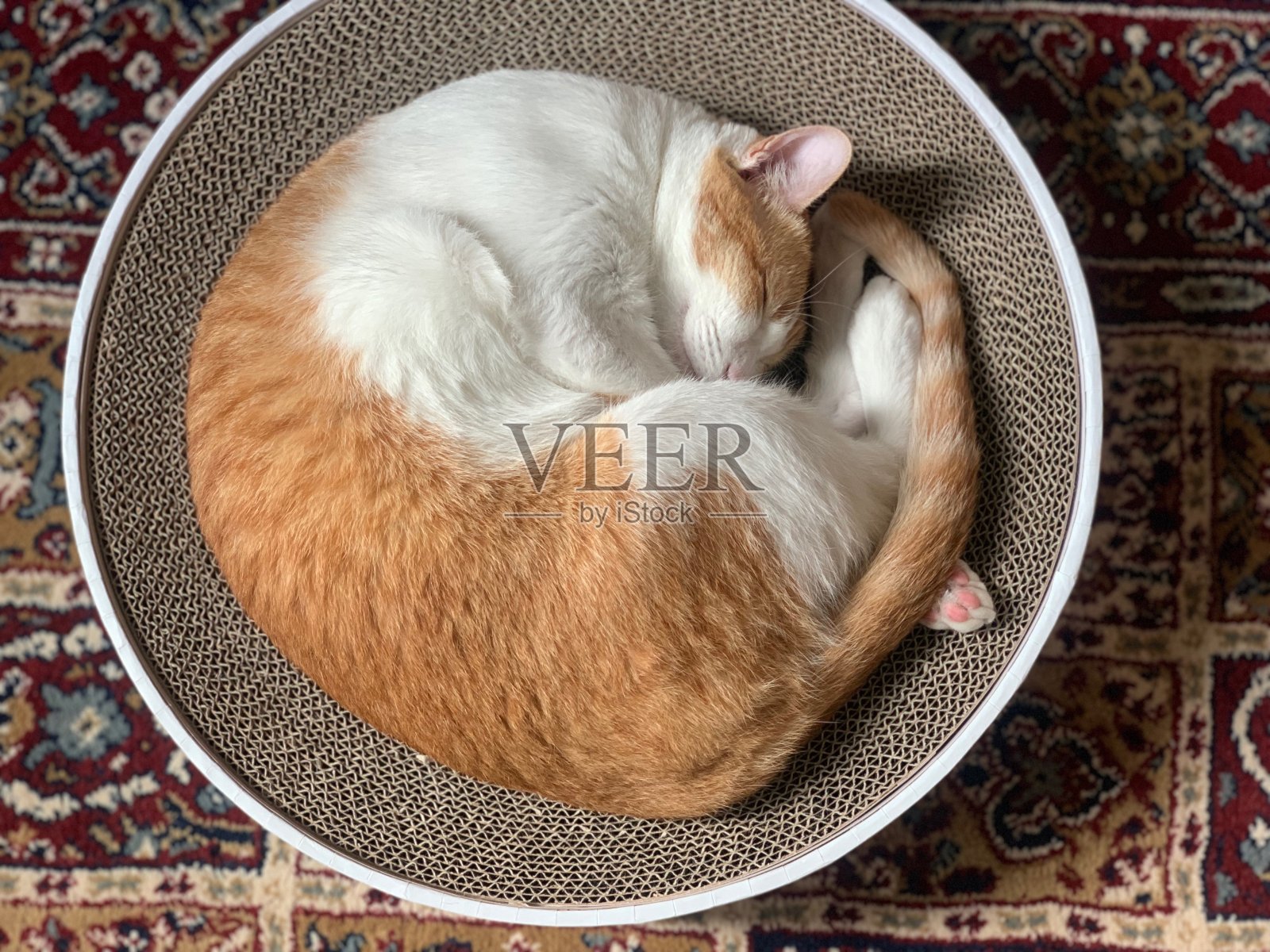 姜猫在家里打盹照片摄影图片