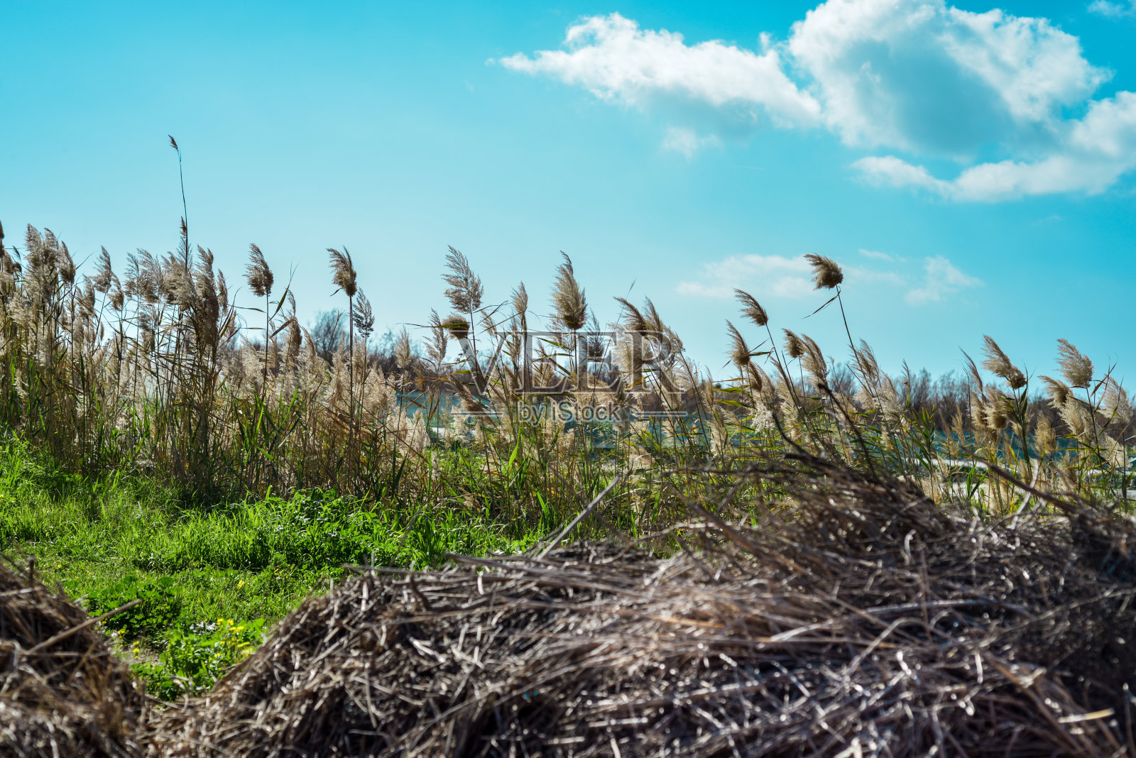 绿草蓝天湖边的芦苇照片摄影图片