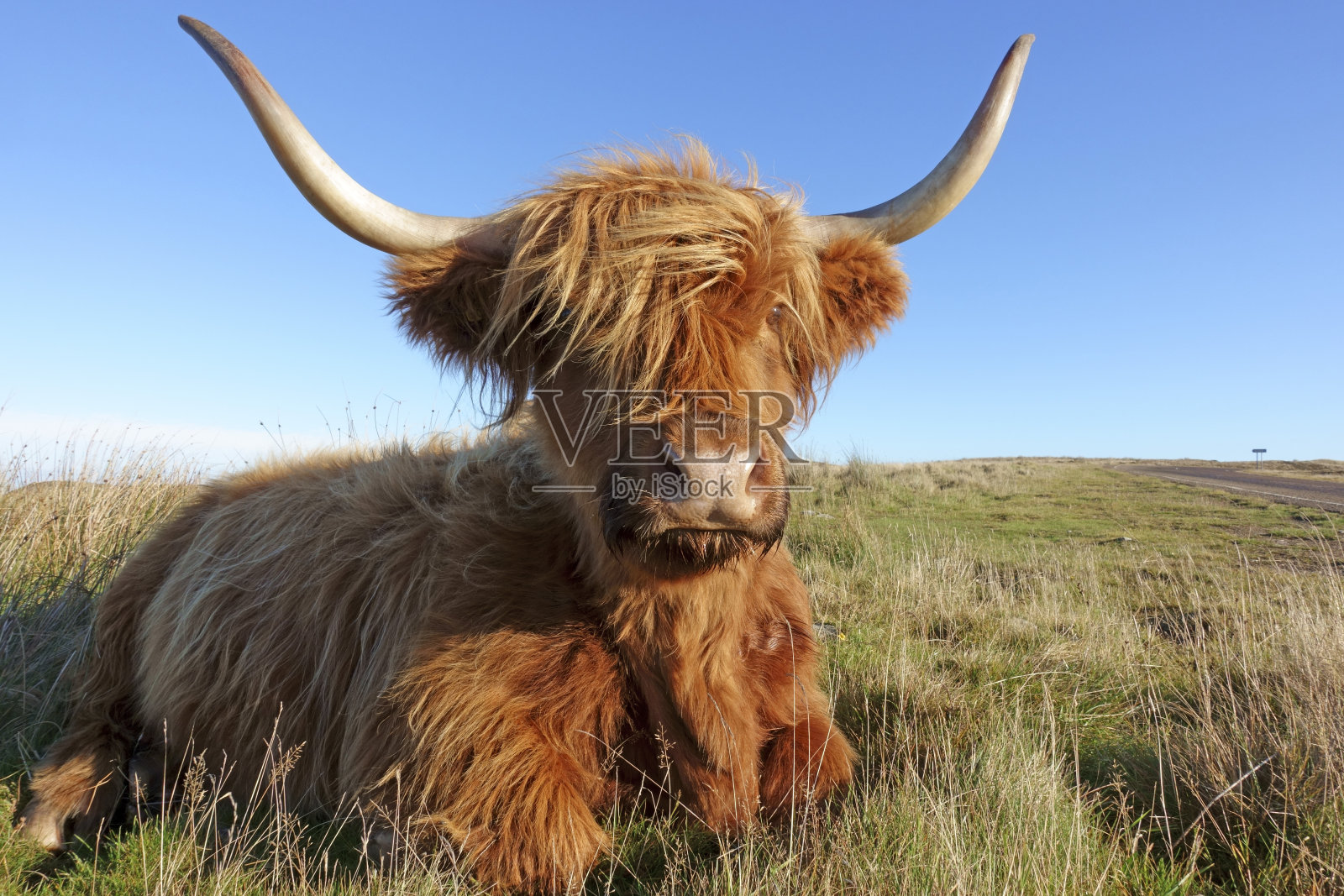 瑟索附近的高地牛在反刍照片摄影图片