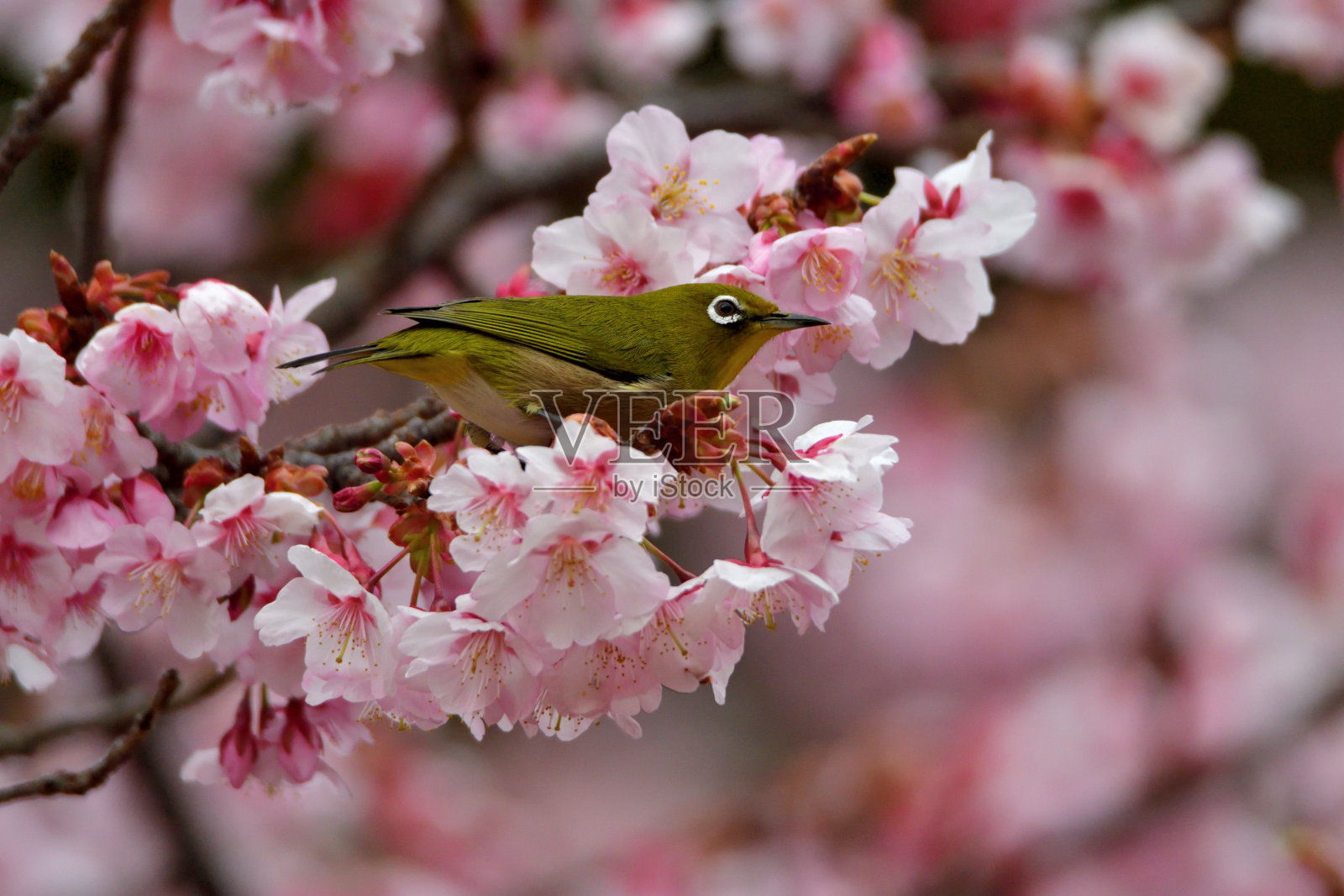 日本白眼鸟与樱花照片摄影图片