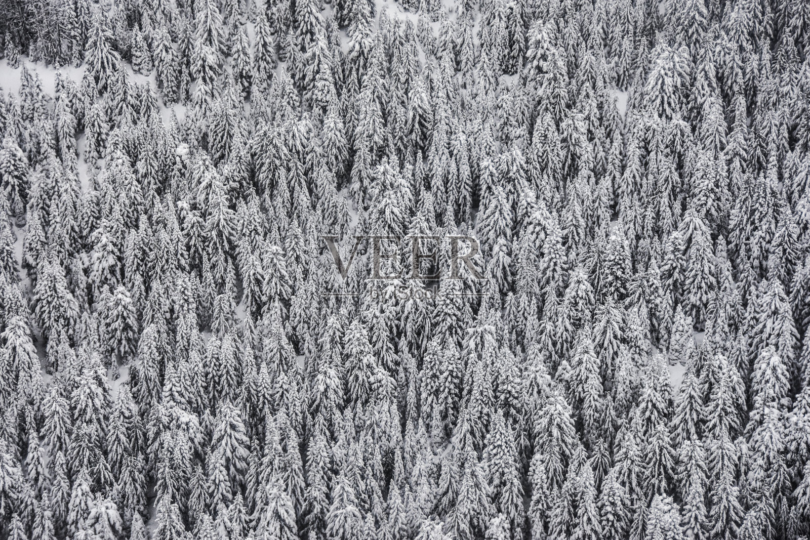 鸟瞰图的雪树照片摄影图片