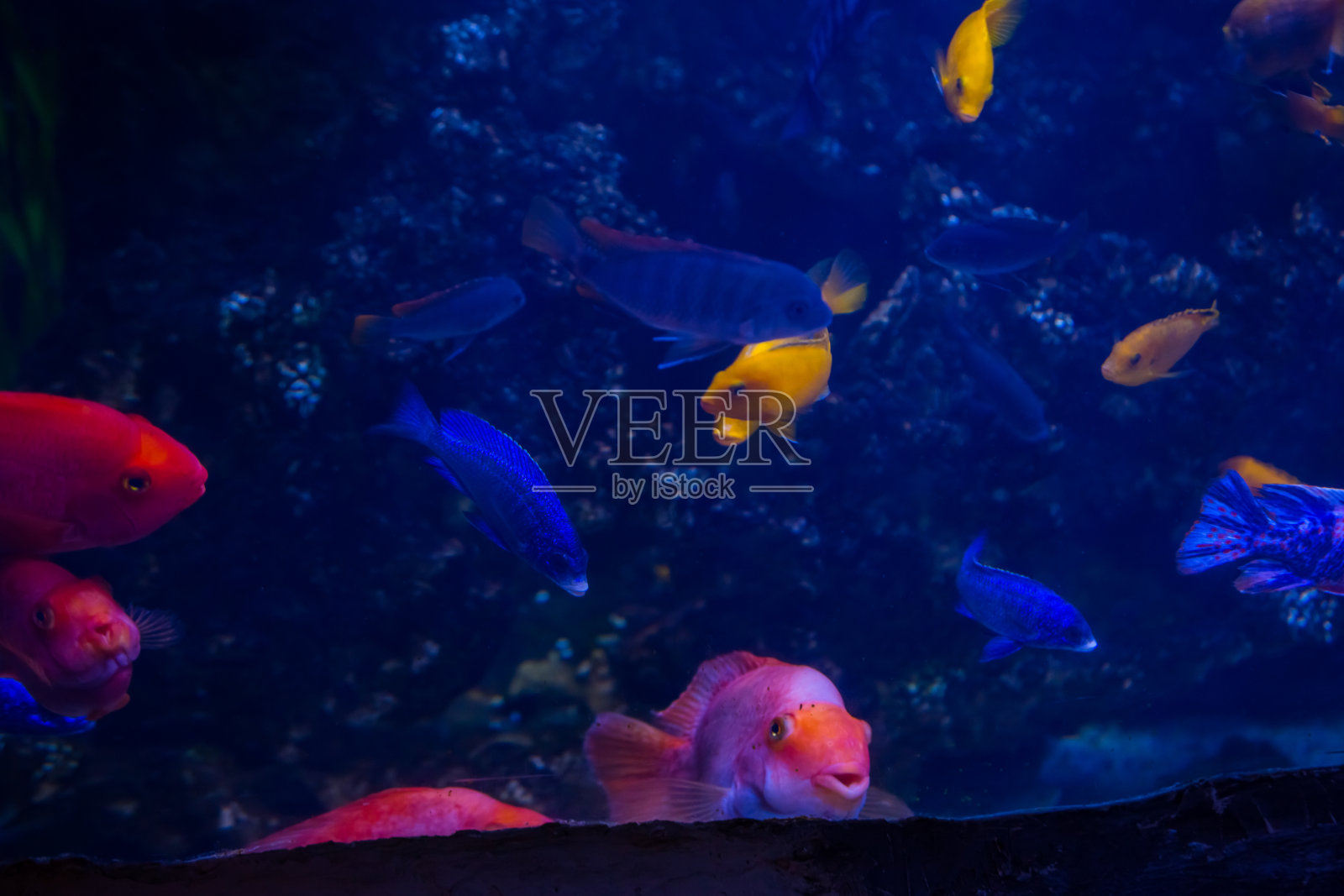 在蓝色海水中生长有珊瑚和藻类的热带鱼。美丽的水下世界背景照片摄影图片