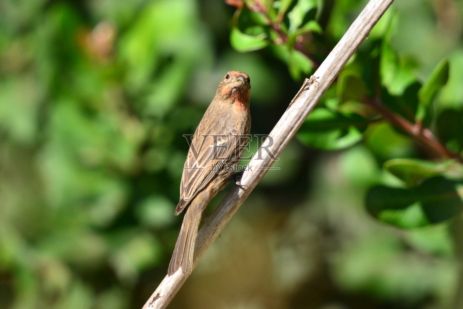 海峡群岛家雀照片摄影图片