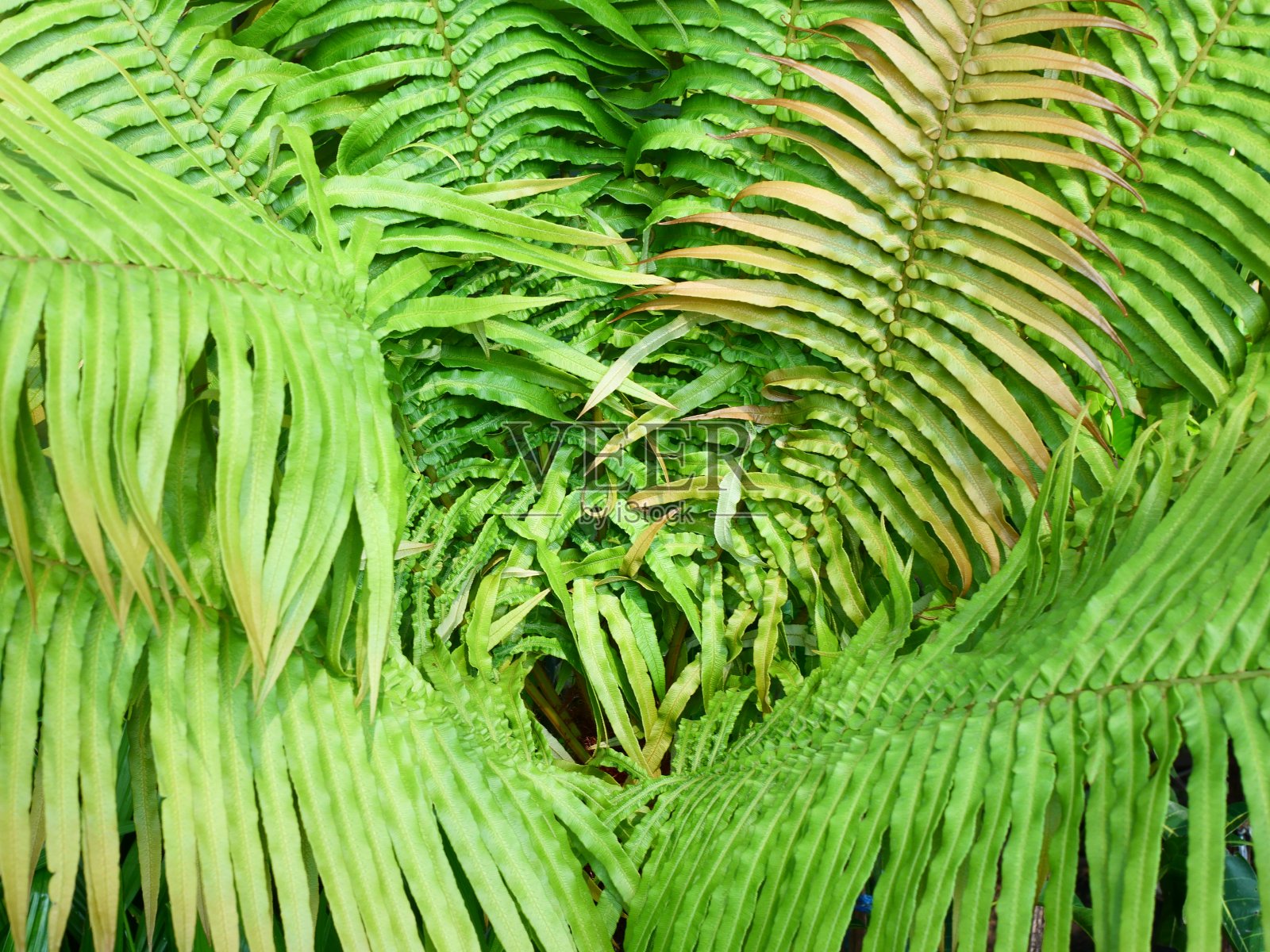 绿蕨叶照片摄影图片