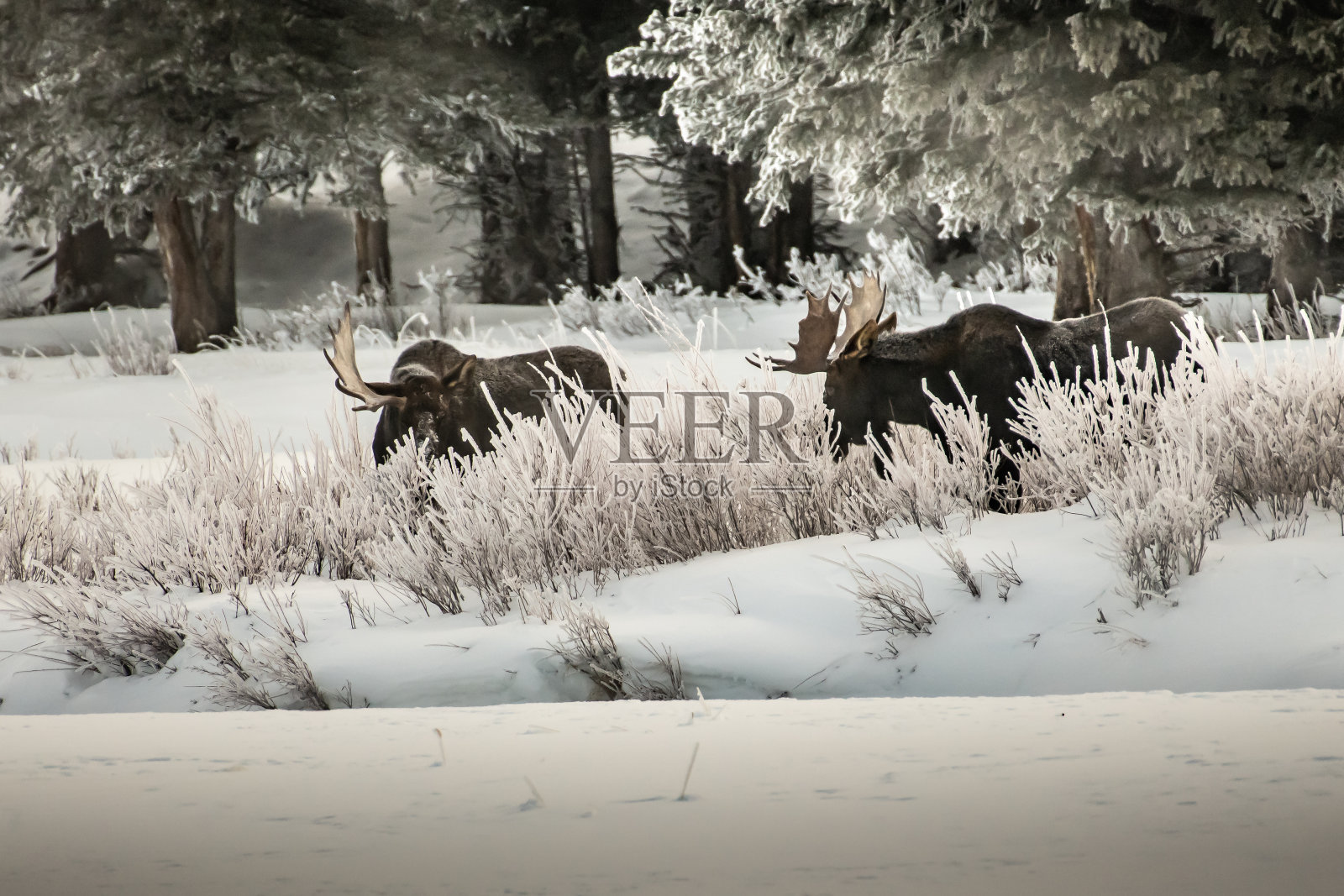 公驼鹿在雪地里吃草，有时还在打架照片摄影图片