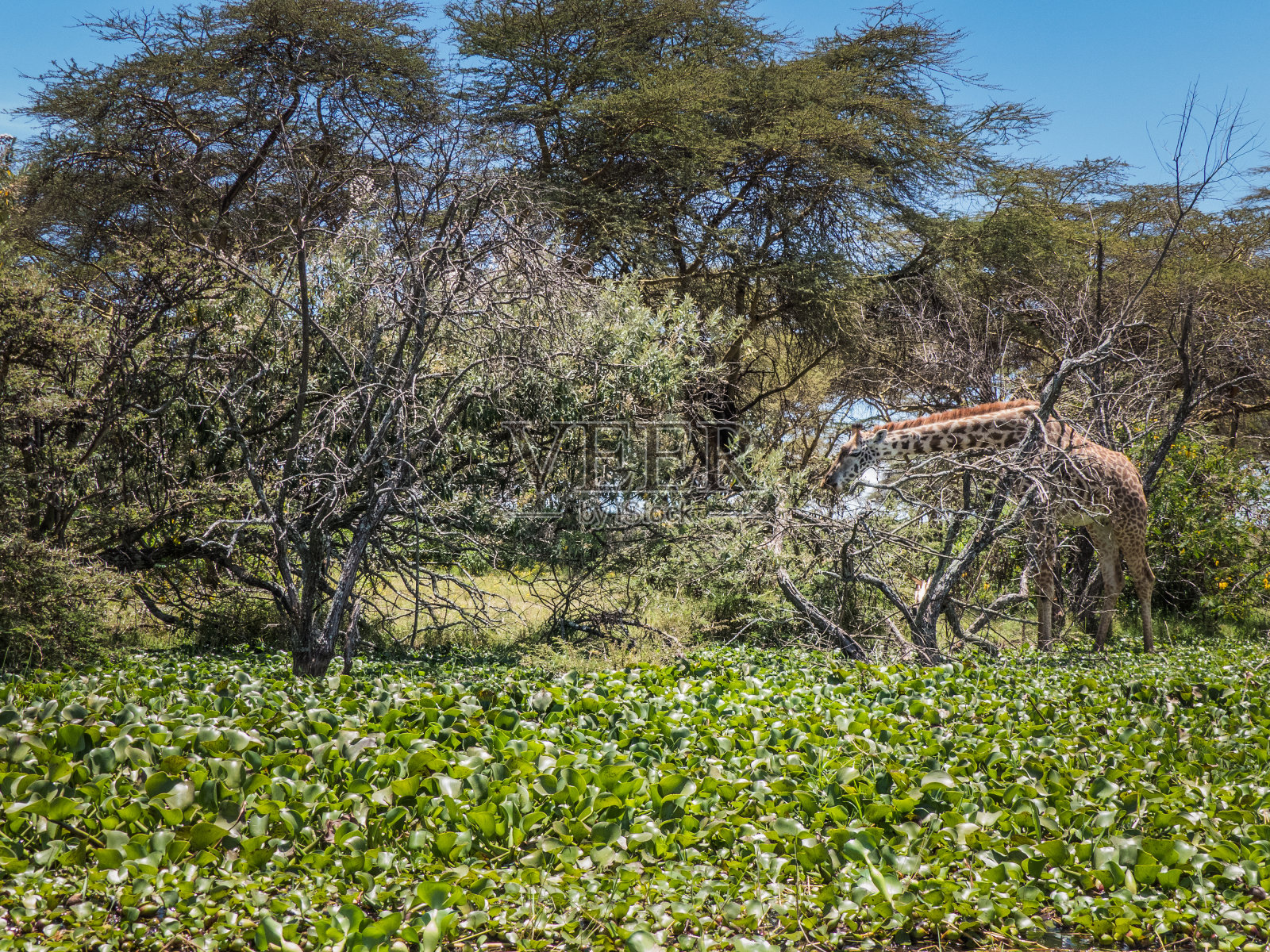 长颈鹿吃湖边森林里的灌木丛照片摄影图片