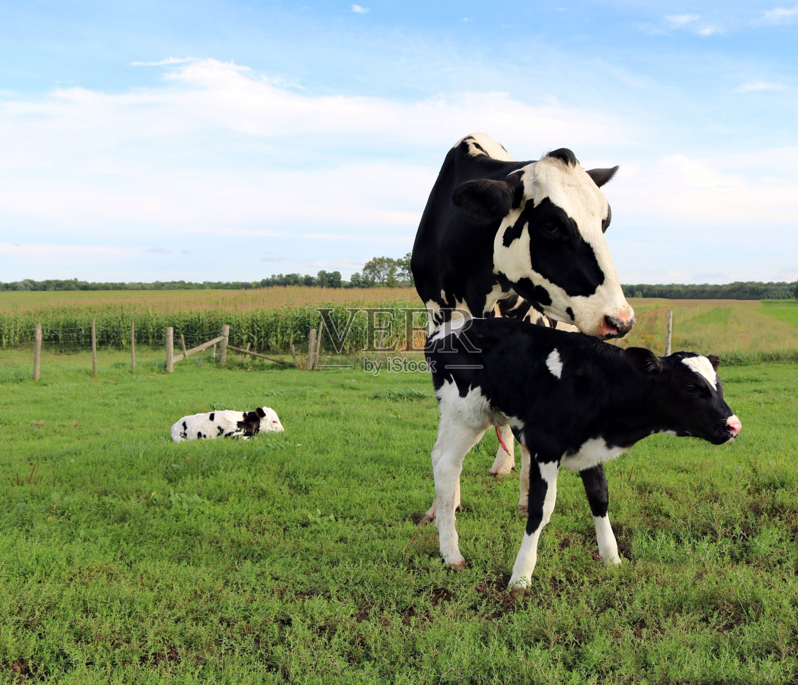 一对双胞胎小牛犊和它们的母亲在一个阳光明媚的日子里在草地上照片摄影图片