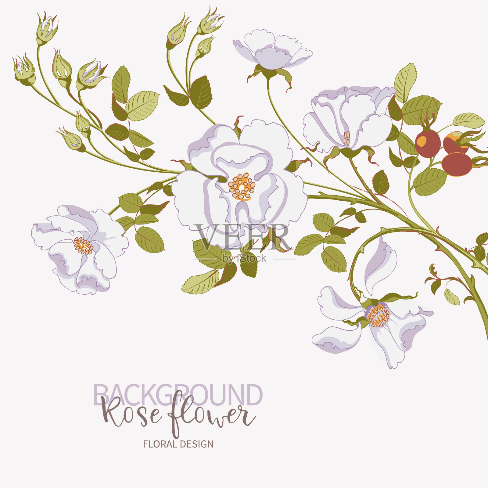 花枝美丽的白色野生玫瑰与玫瑰果在白色背景，特写插画图片素材