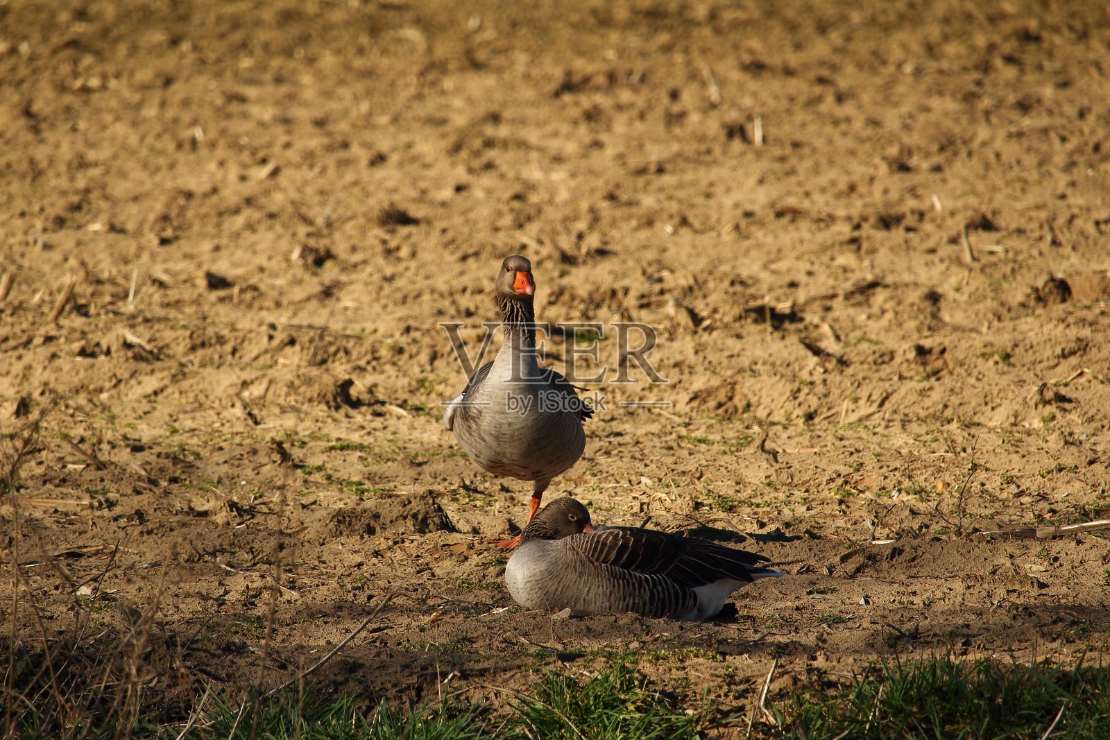 的野鹅照片摄影图片
