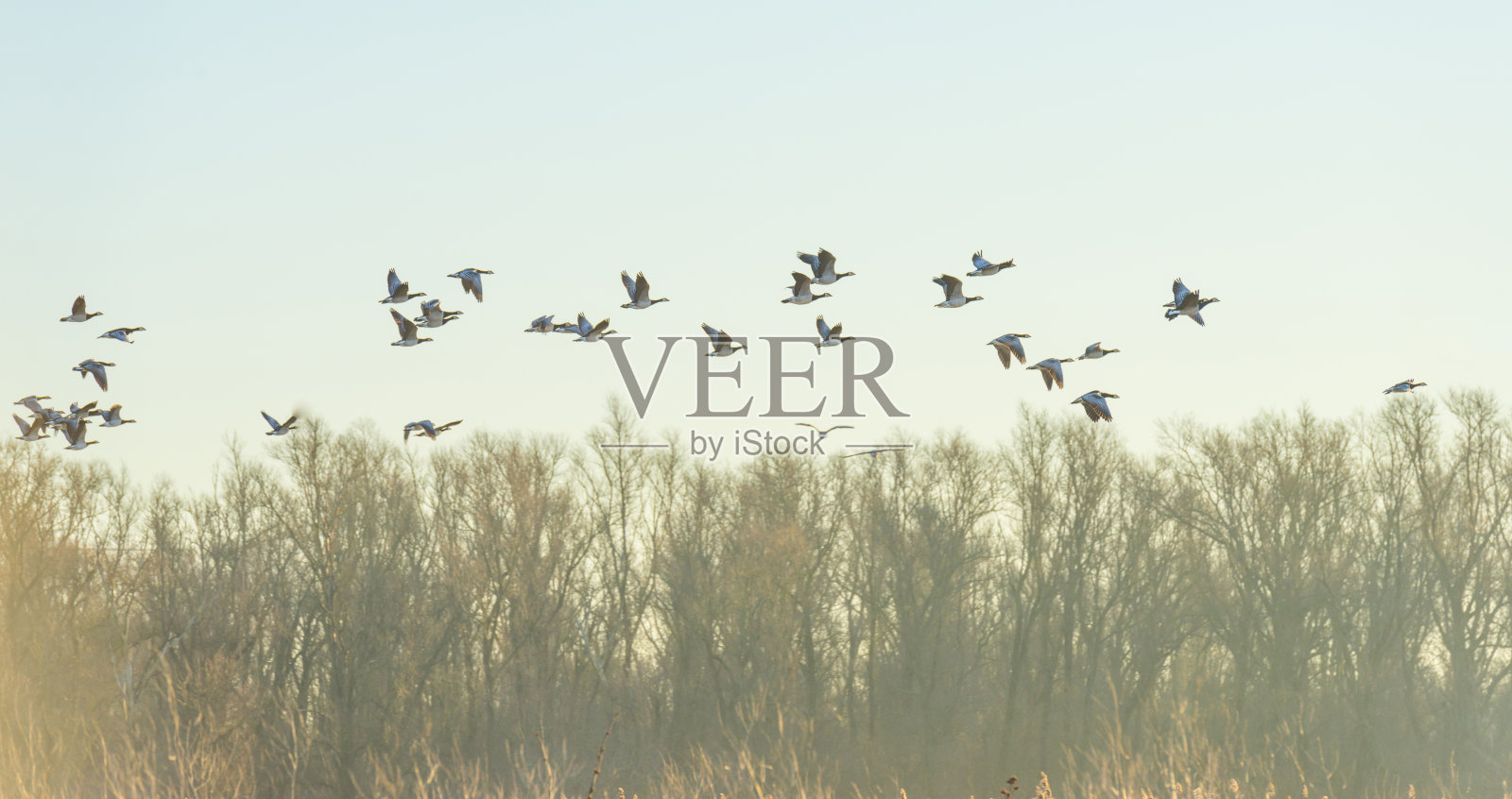 冬天日出时，阳光下的大雁飞过大自然照片摄影图片