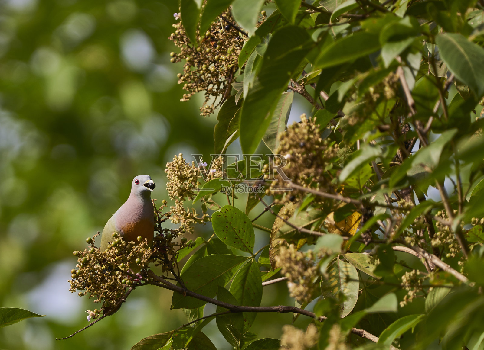 鸟栖息在树上的特写镜头照片摄影图片