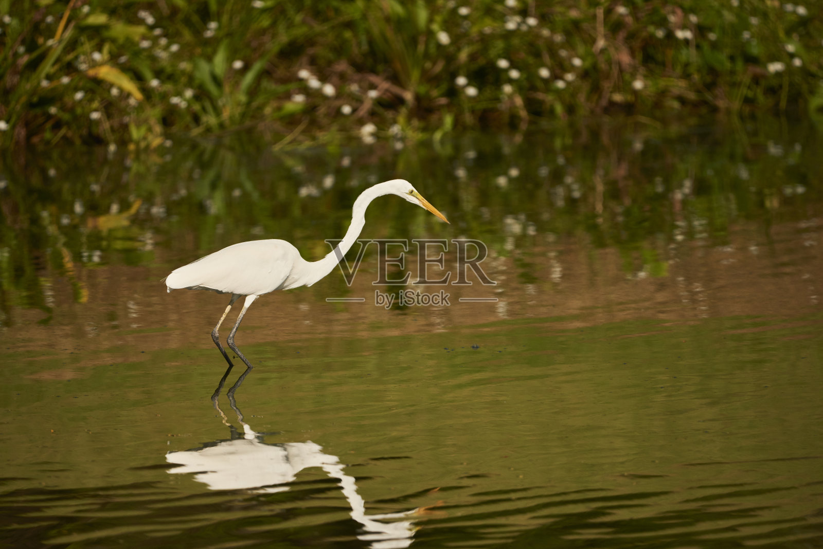 大白鹭照片摄影图片