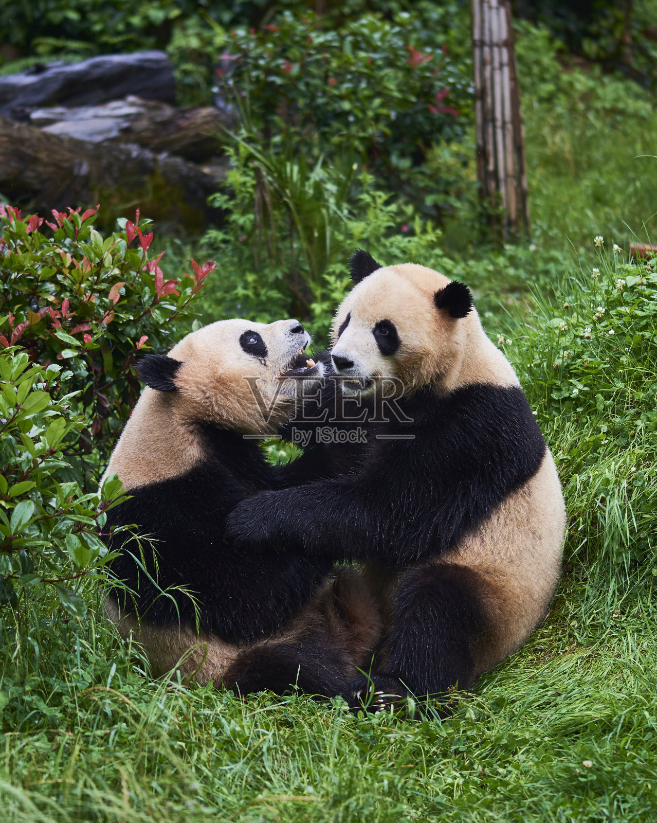 大熊猫照片摄影图片