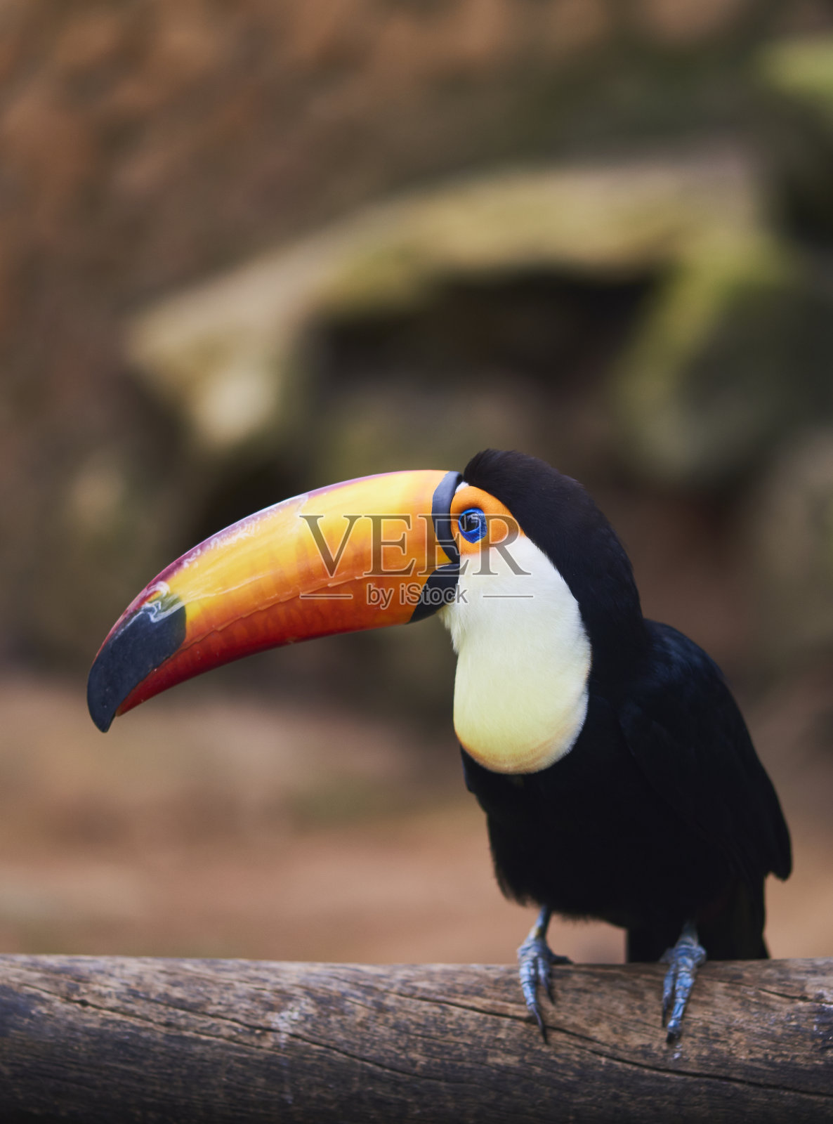 巨嘴鸟照片摄影图片