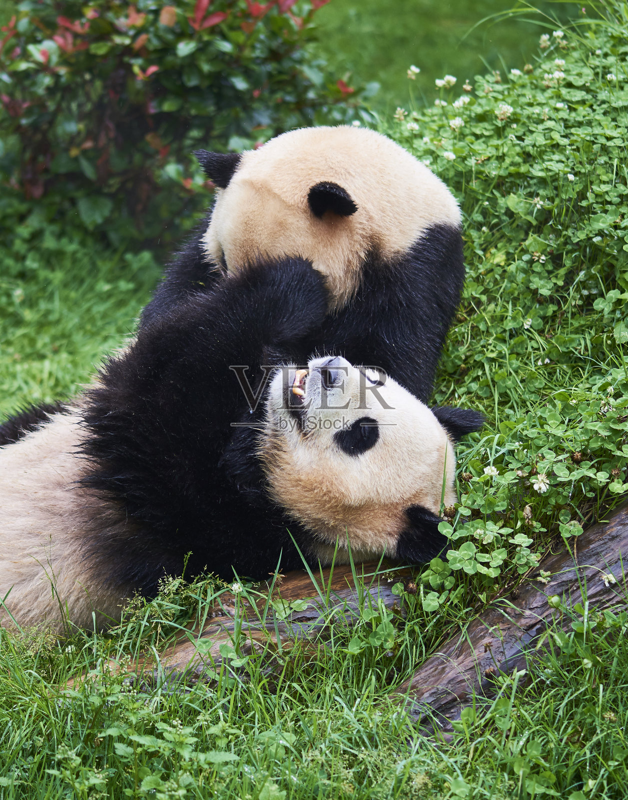 大熊猫照片摄影图片