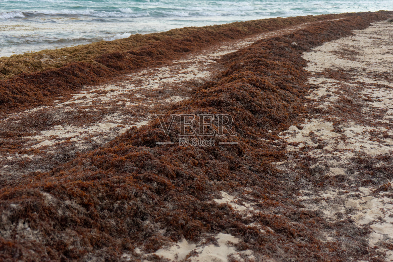 卡门湖的马尾藻藻类问题照片摄影图片
