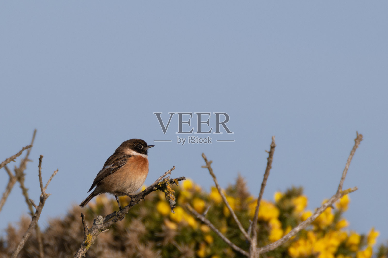 在金雀花丛中聊天照片摄影图片