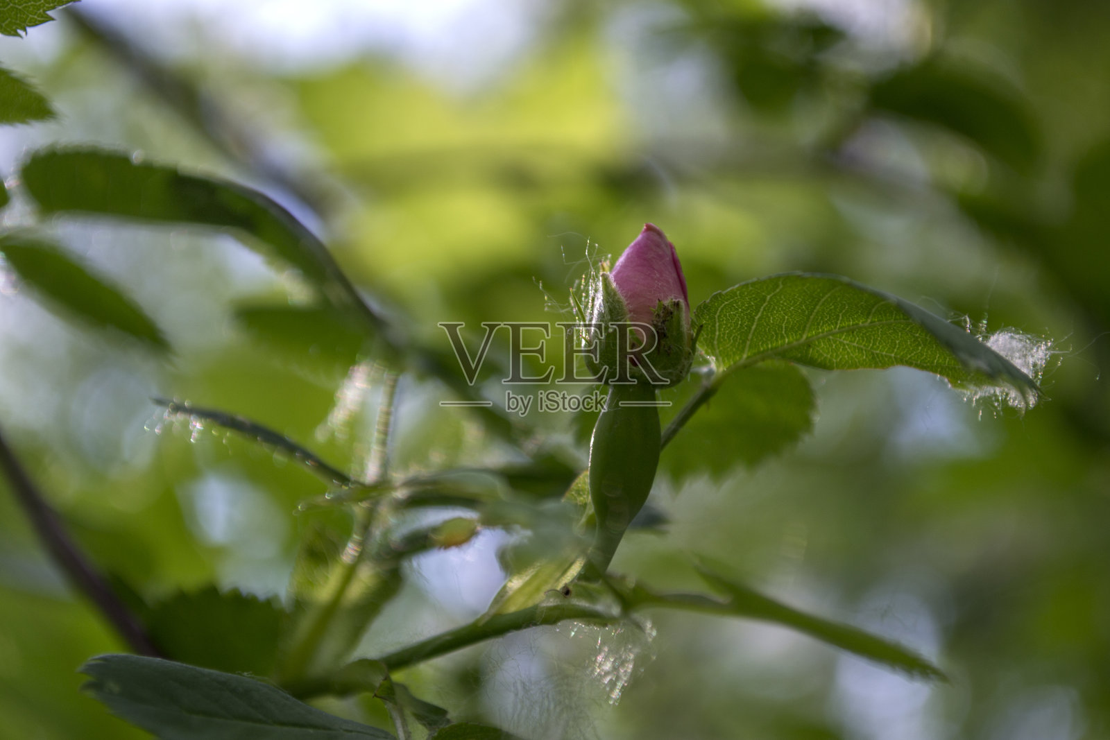 野蔷薇走近了。照片摄影图片
