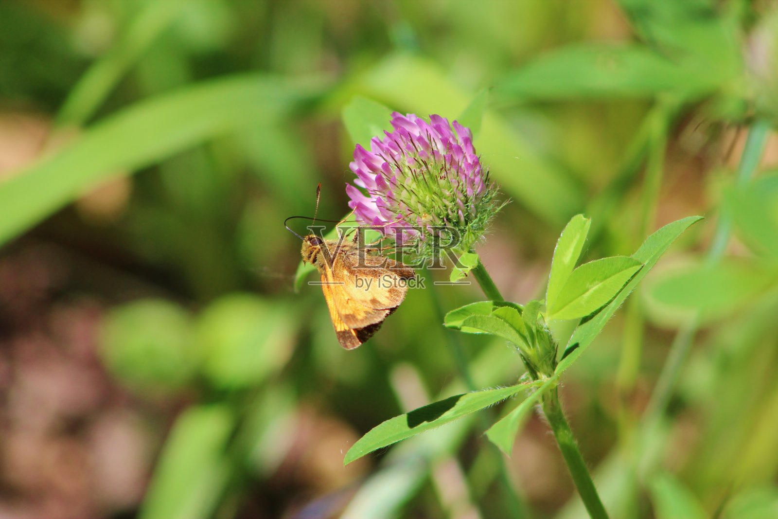 正在吸食花蜜的船长照片摄影图片