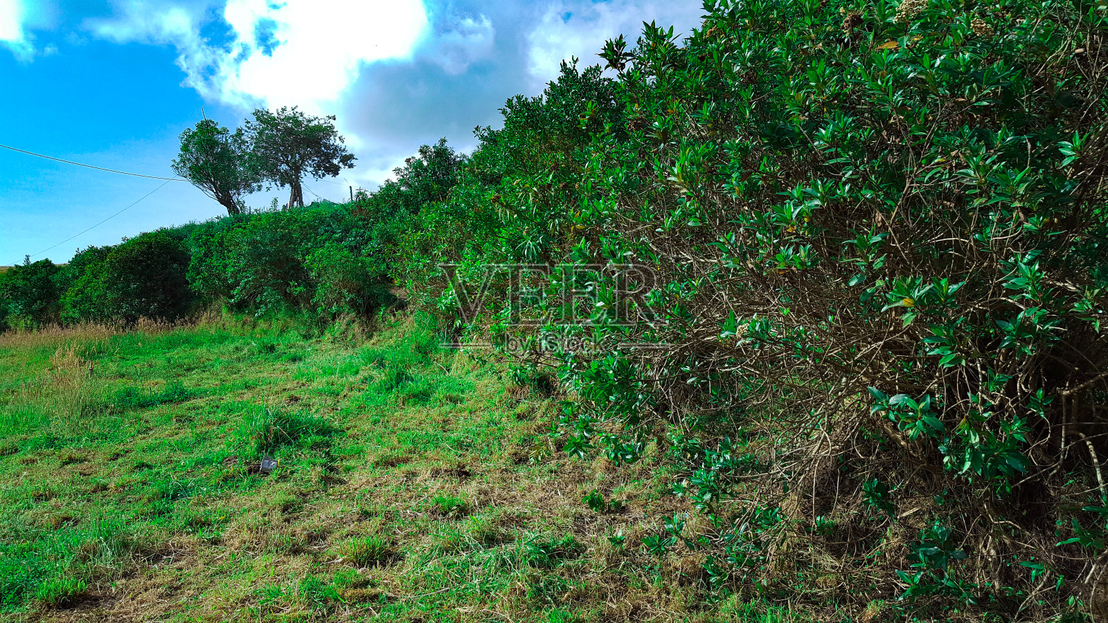 树路径照片摄影图片