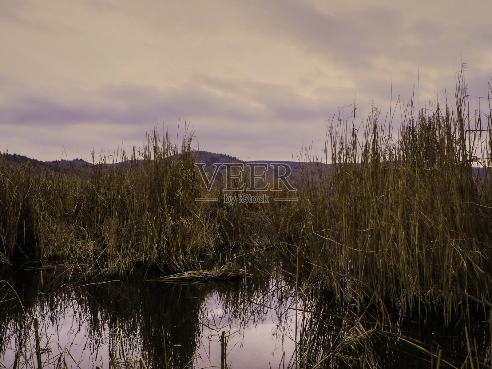 野生动物在湖。湖边和生活在湖里的鸟和鸭子照片摄影图片