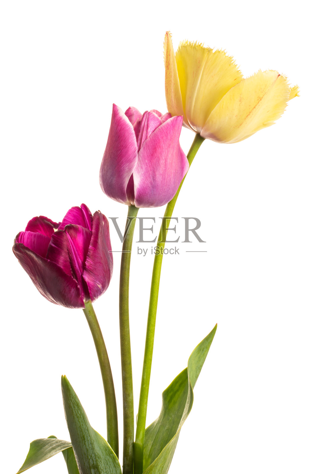 多色花郁金香的自然着色孤立在白色的背景照片摄影图片