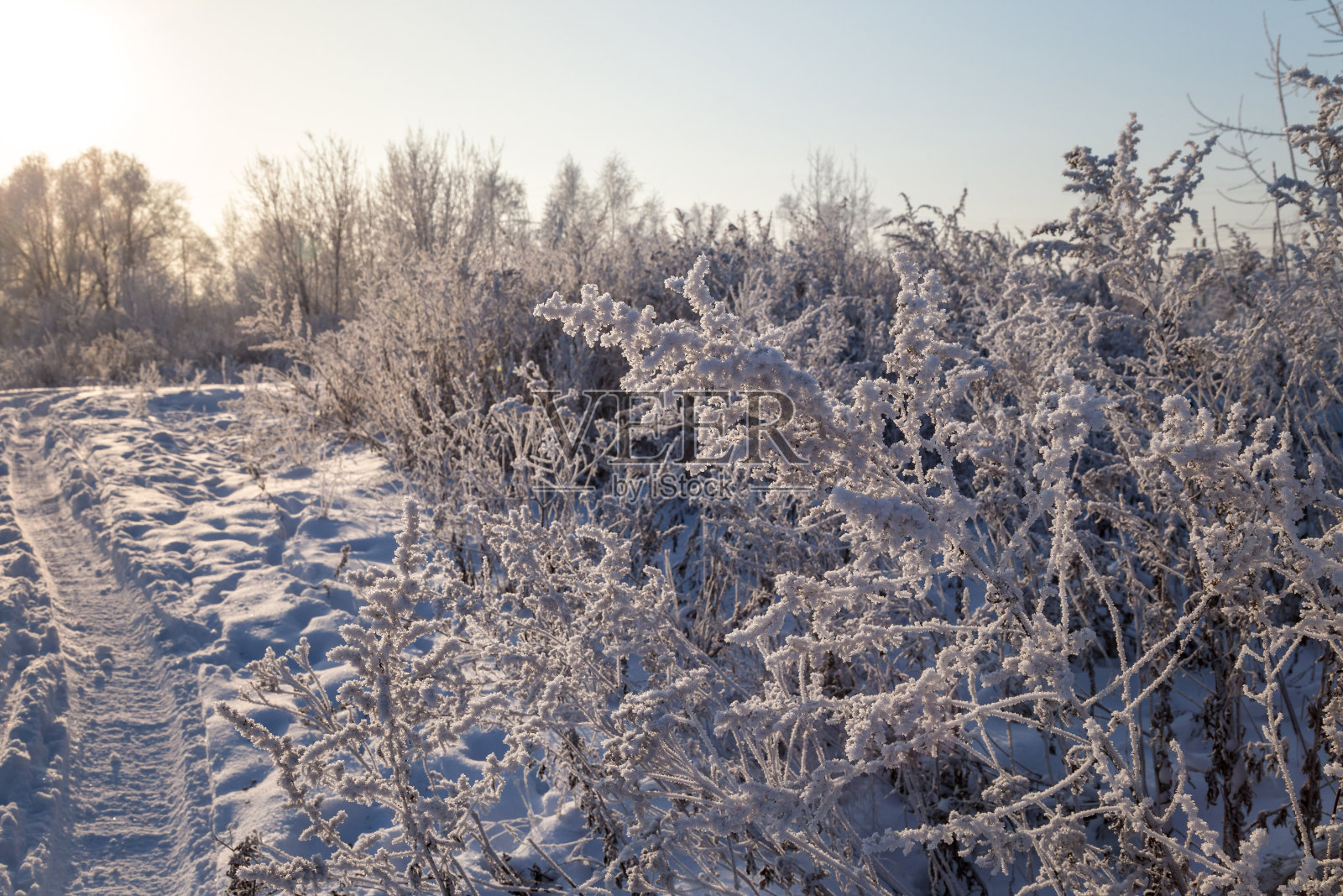 覆盖着白霜的干燥植物在阳光下闪闪发光。冬天的背景照片摄影图片