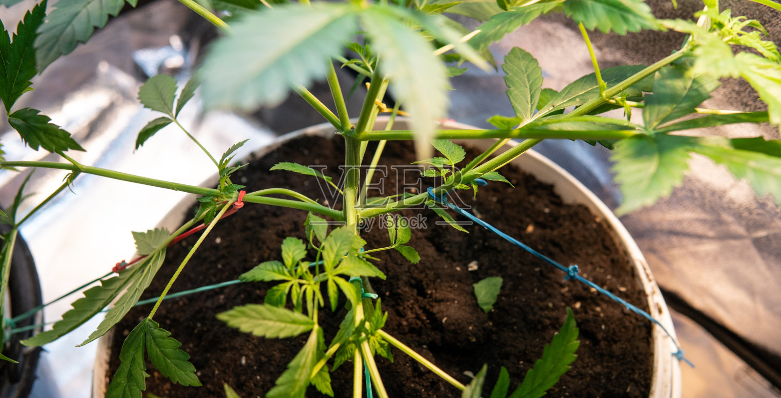 低压力训练大麻植物照片摄影图片