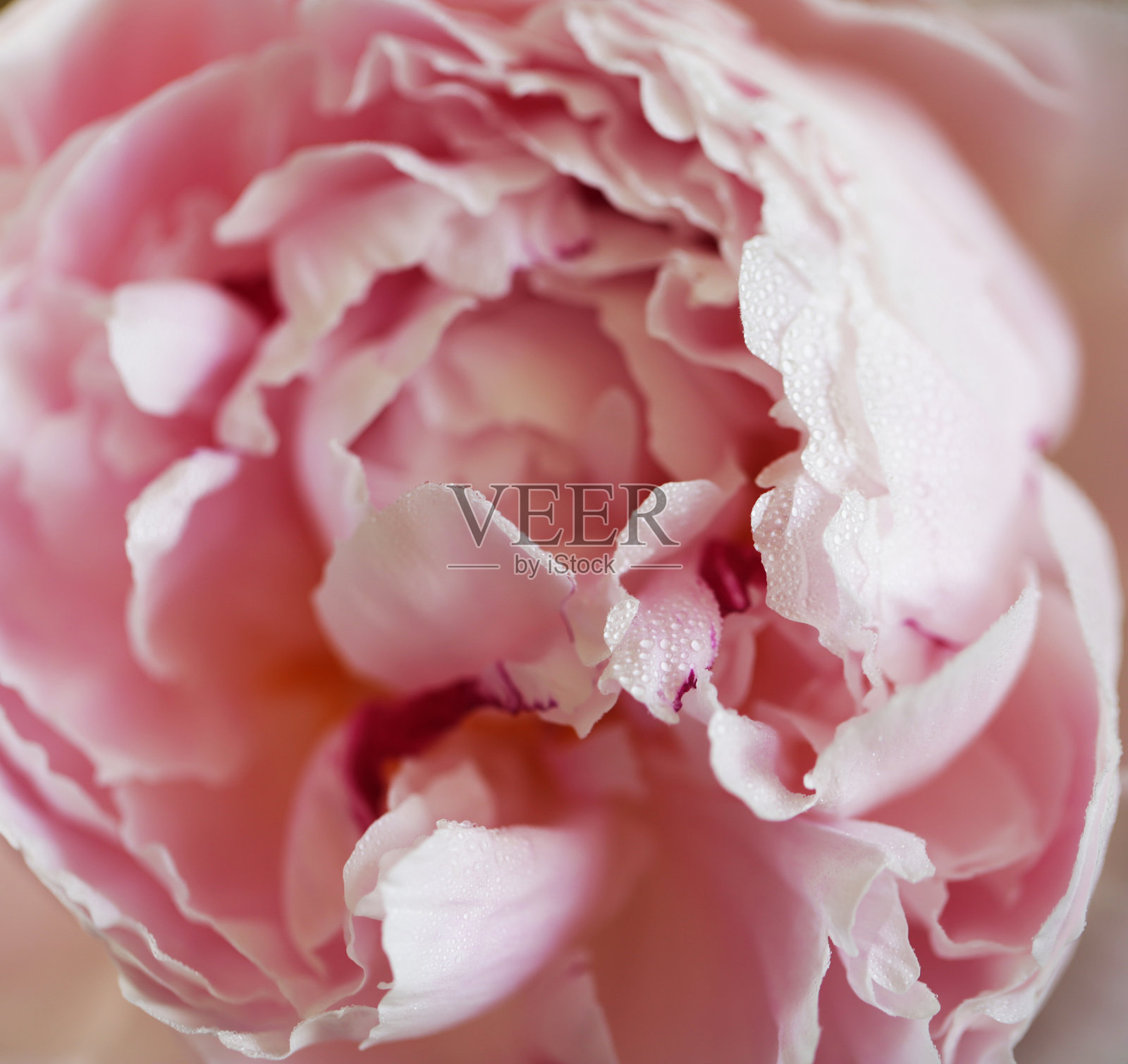 牡丹粉红花朵近距离微距照片摄影图片