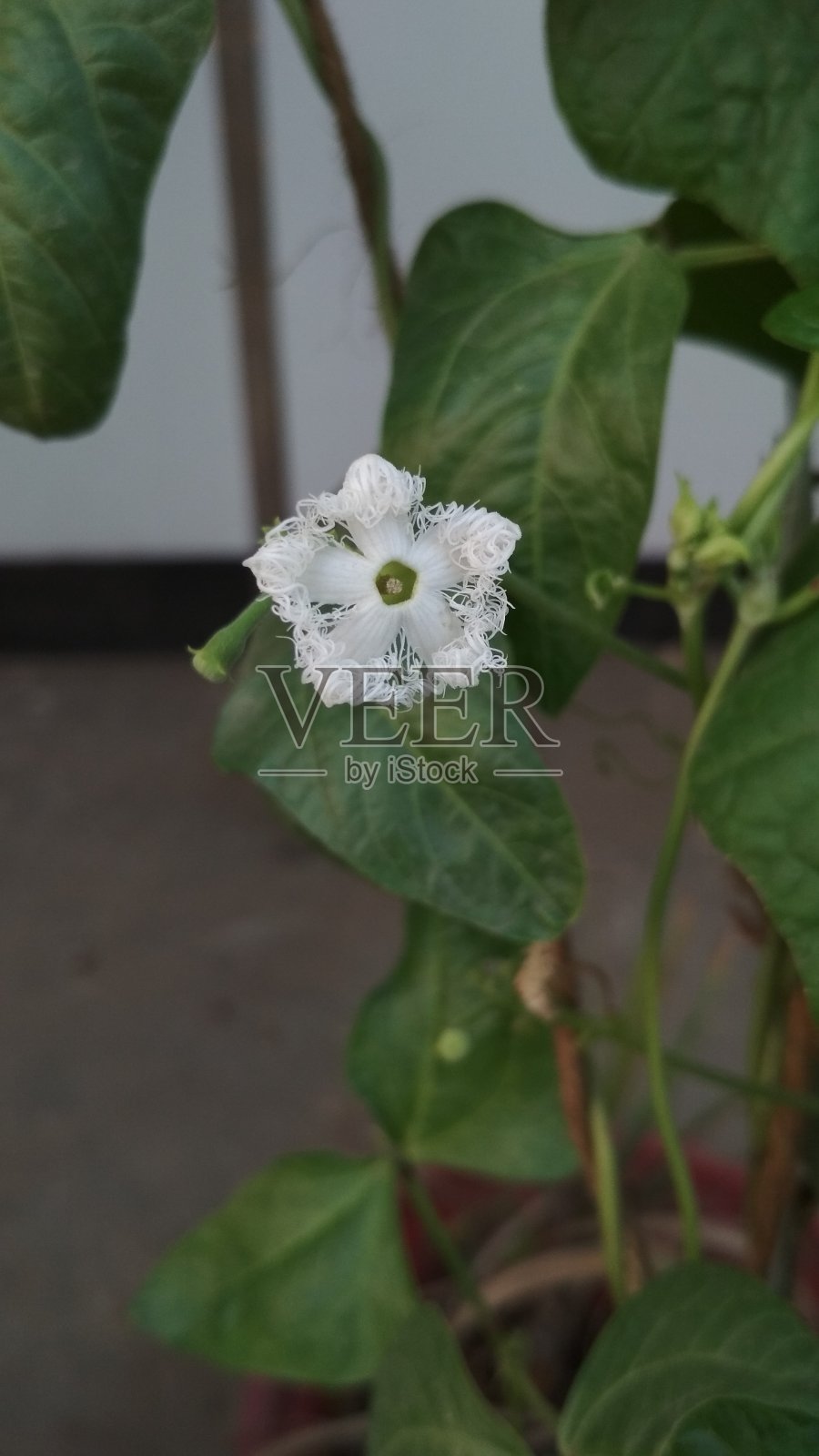 白色的花照片摄影图片