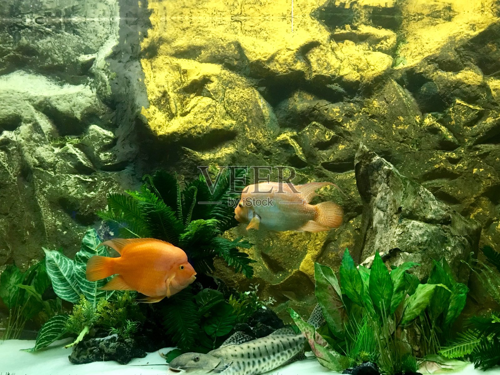 水族馆里的鱼照片摄影图片