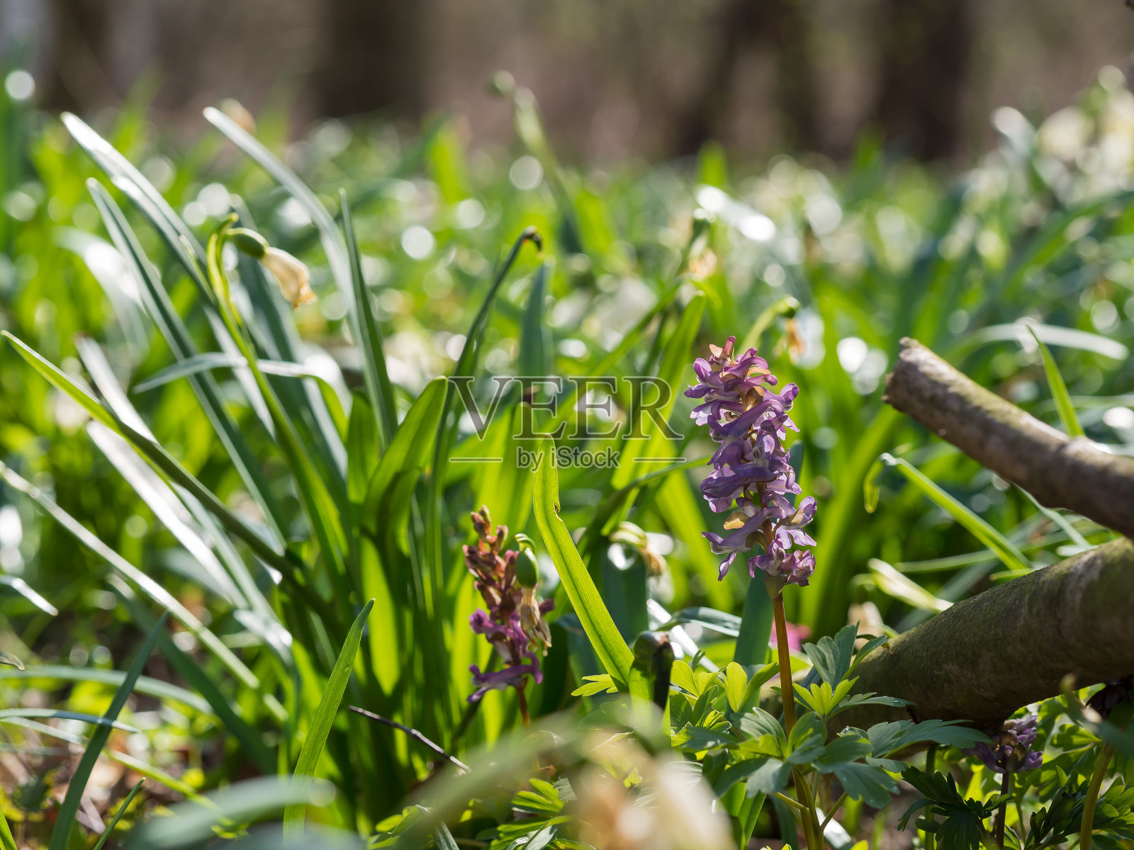春林中的延胡索花照片摄影图片
