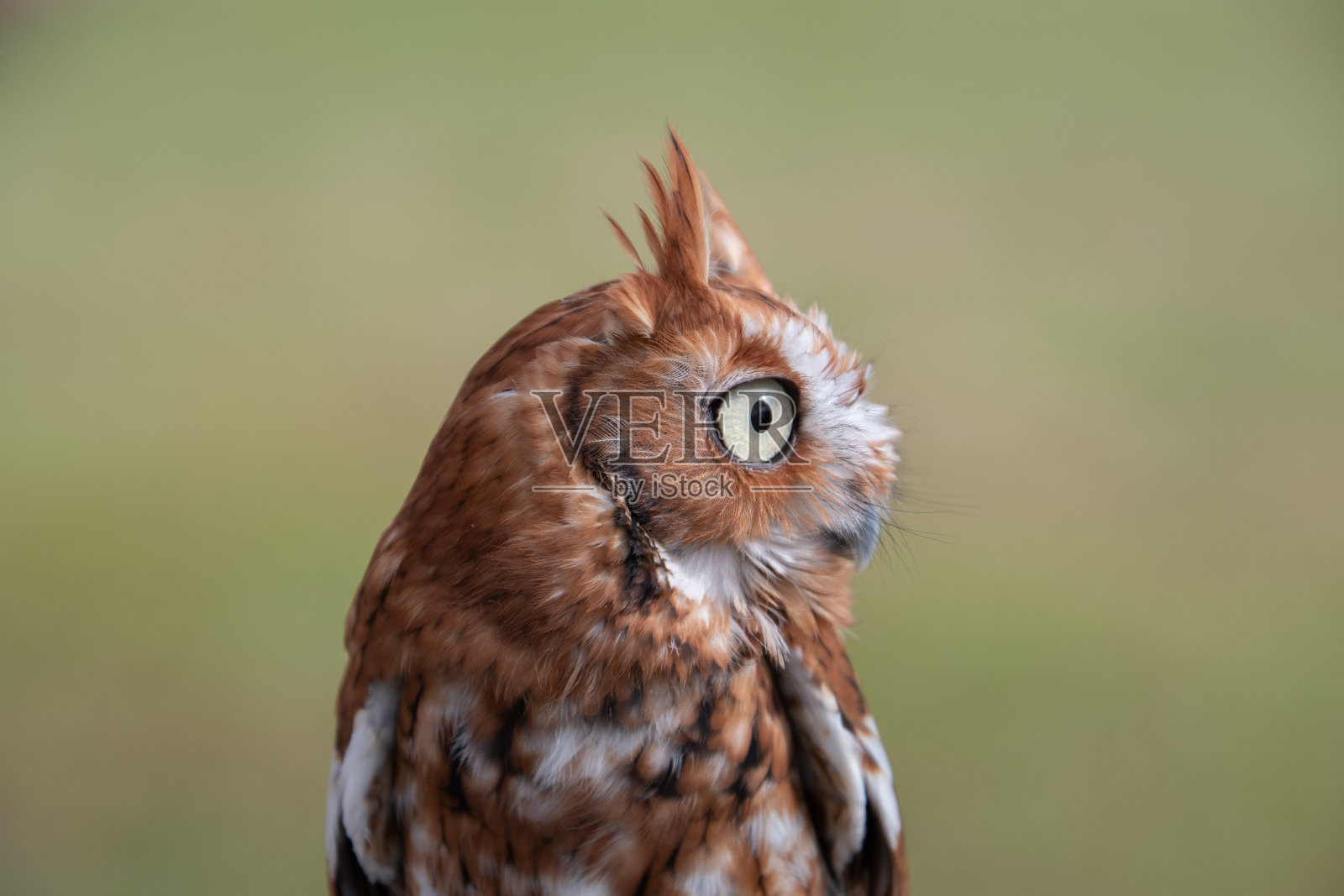 红色的长耳照片摄影图片