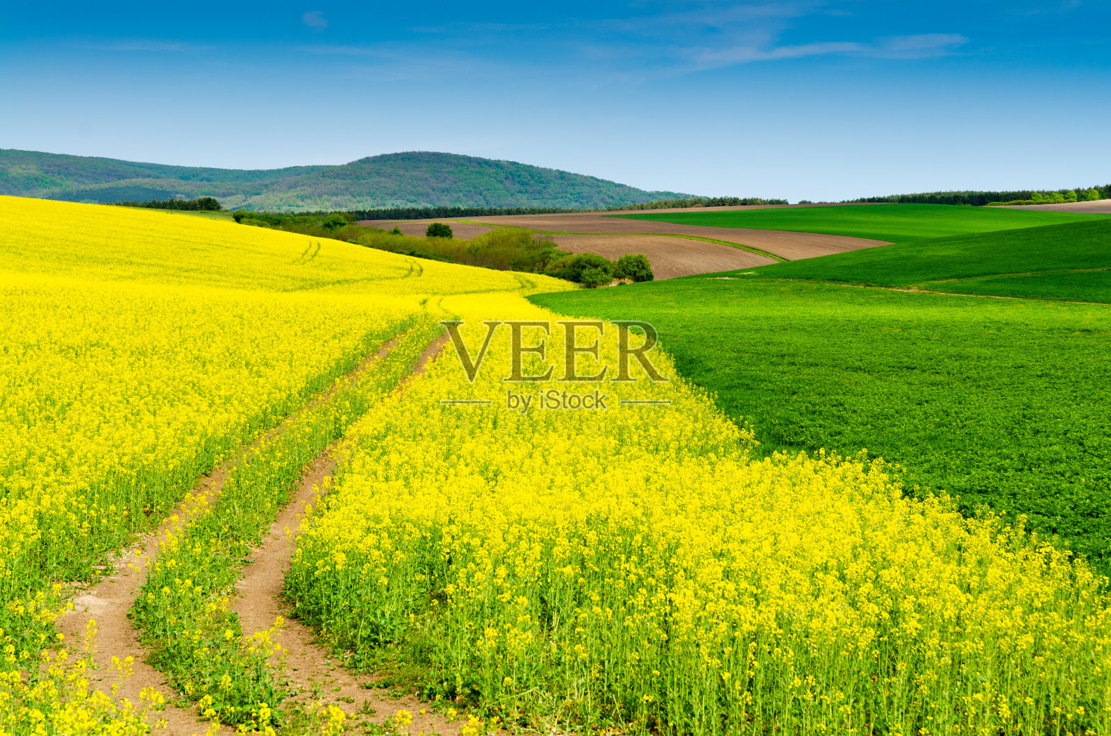 油菜花现场背景照片摄影图片