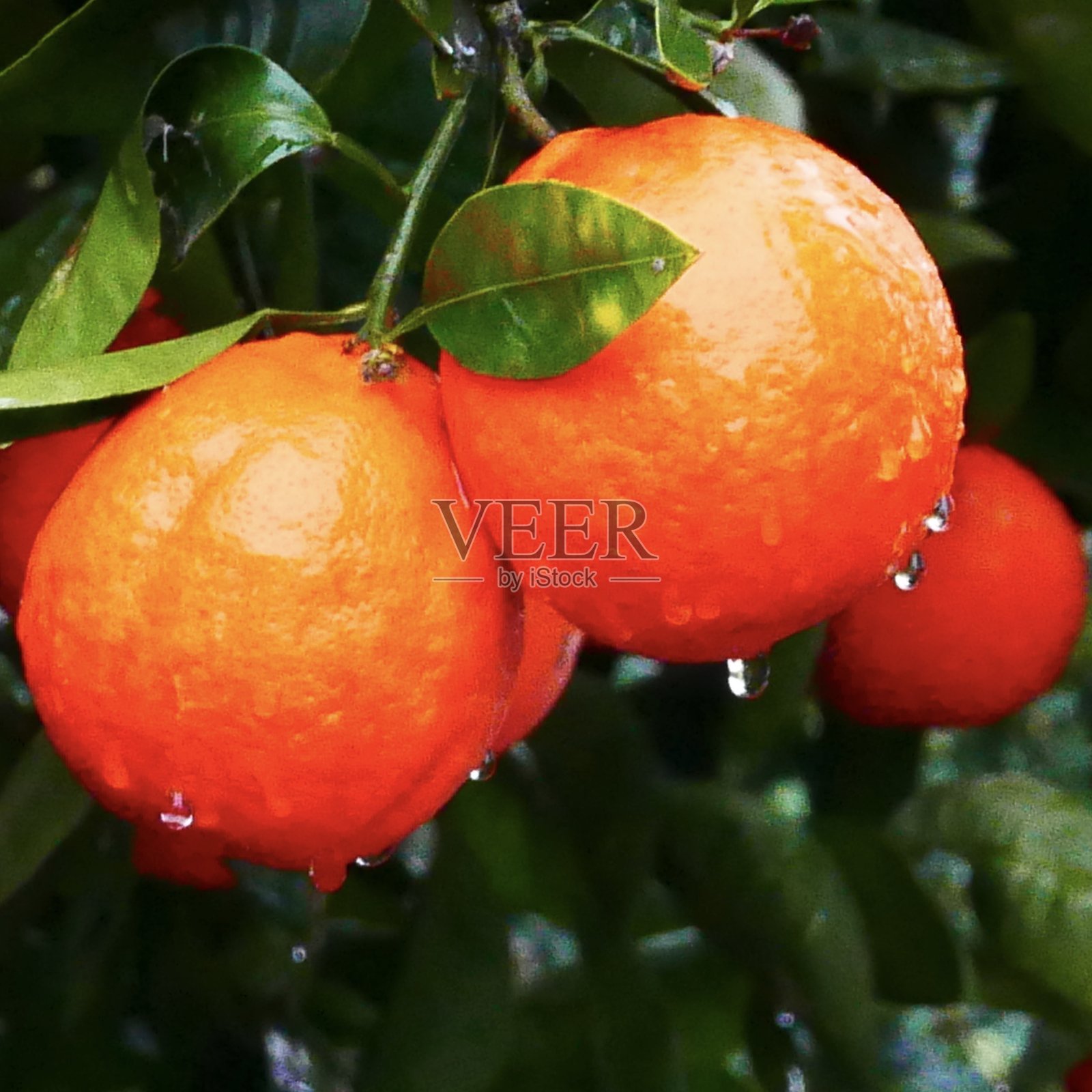 树上的橘子照片摄影图片
