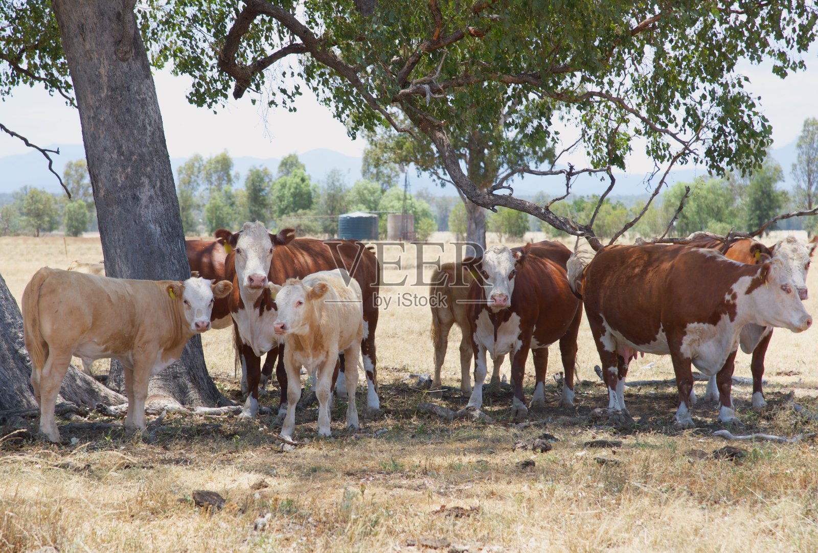小草喂牛，小牛站在树下照片摄影图片