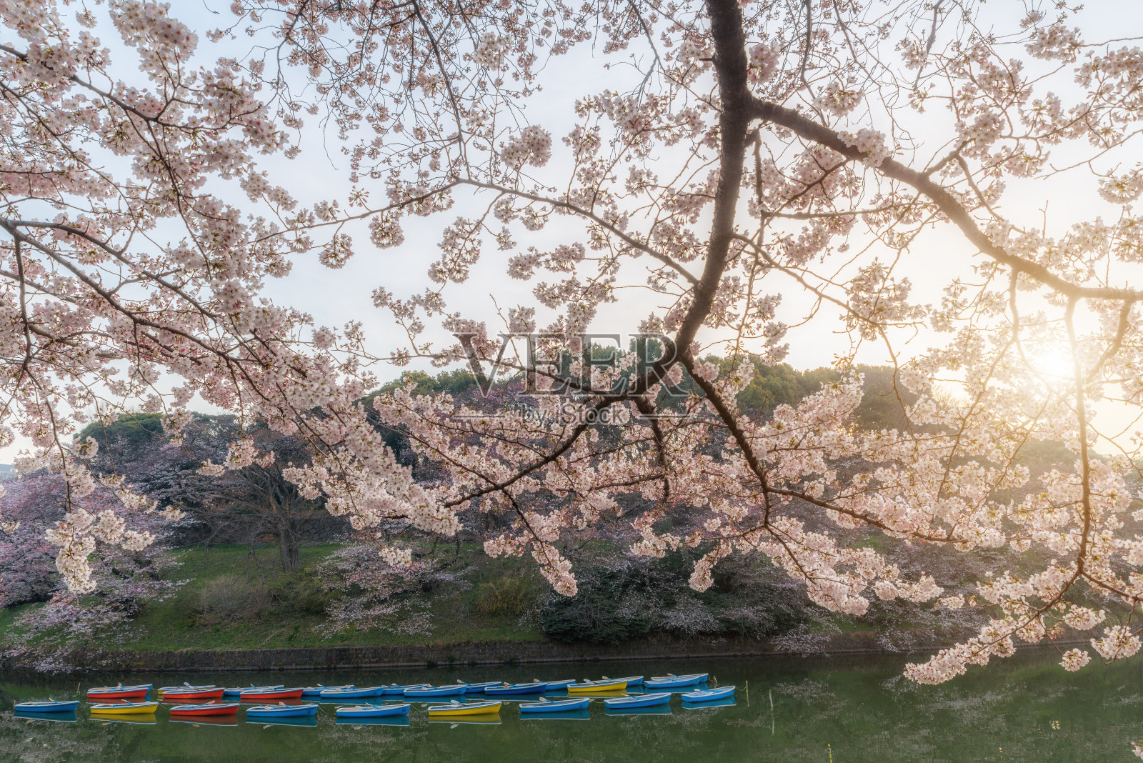 日出时樱花盛开的花园，湖中有小船。照片摄影图片