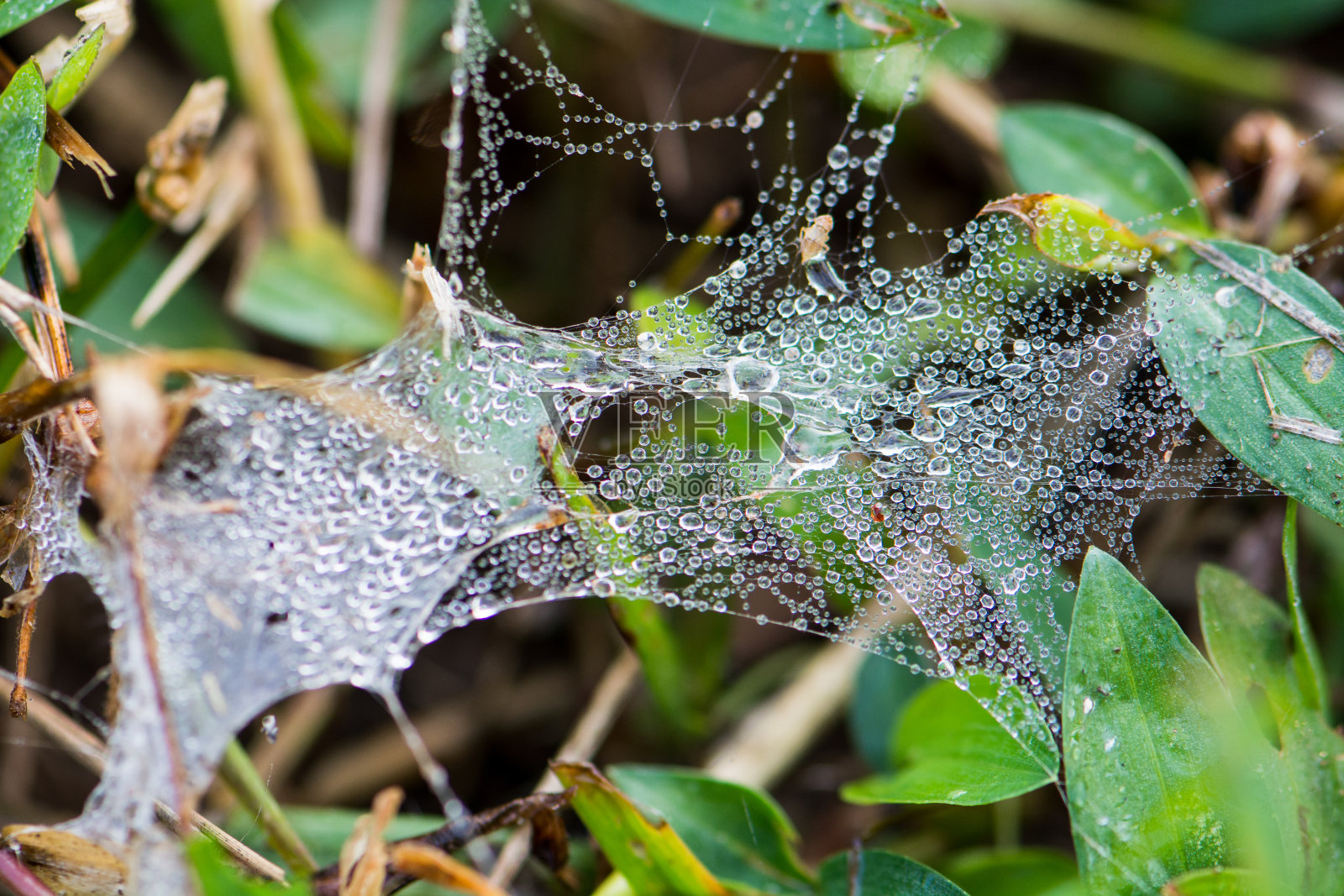 蜘蛛网湿露照片摄影图片