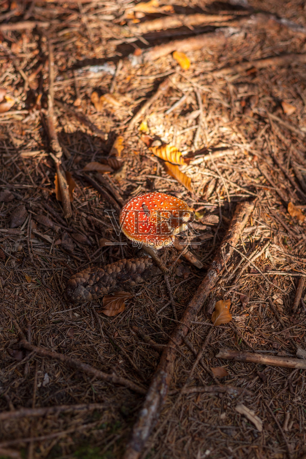 羊肚菌照片摄影图片