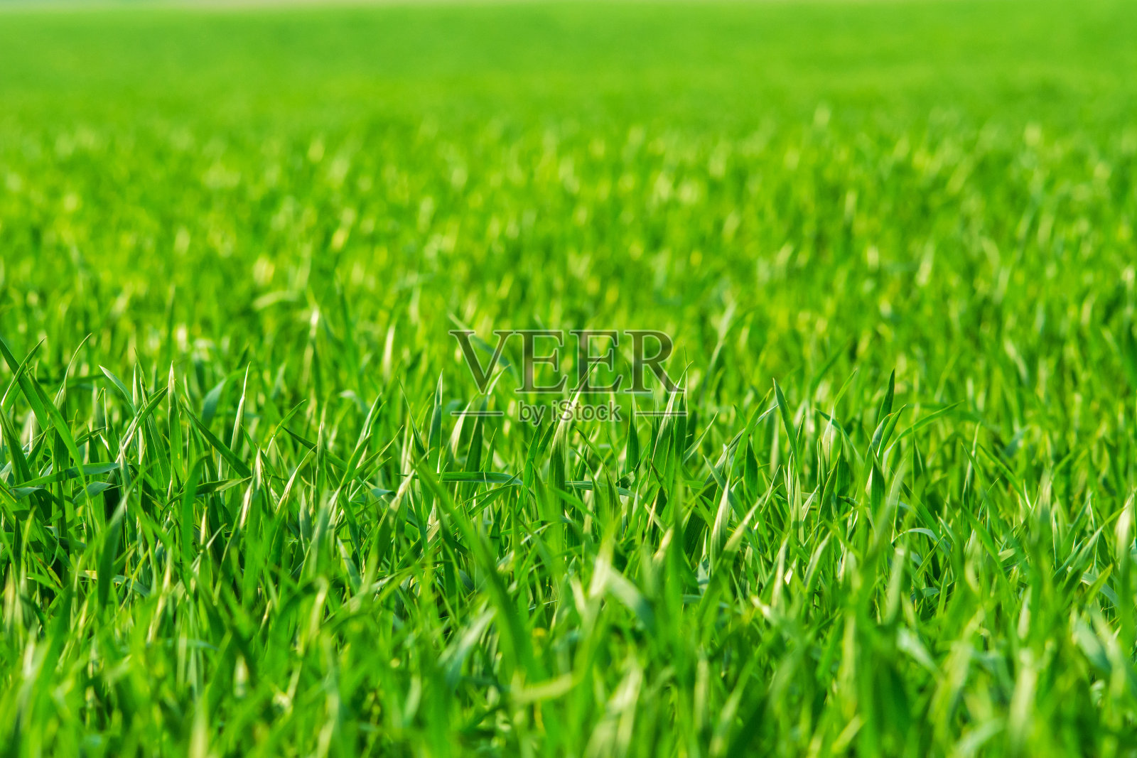 田野上清新的春草-背景照片摄影图片