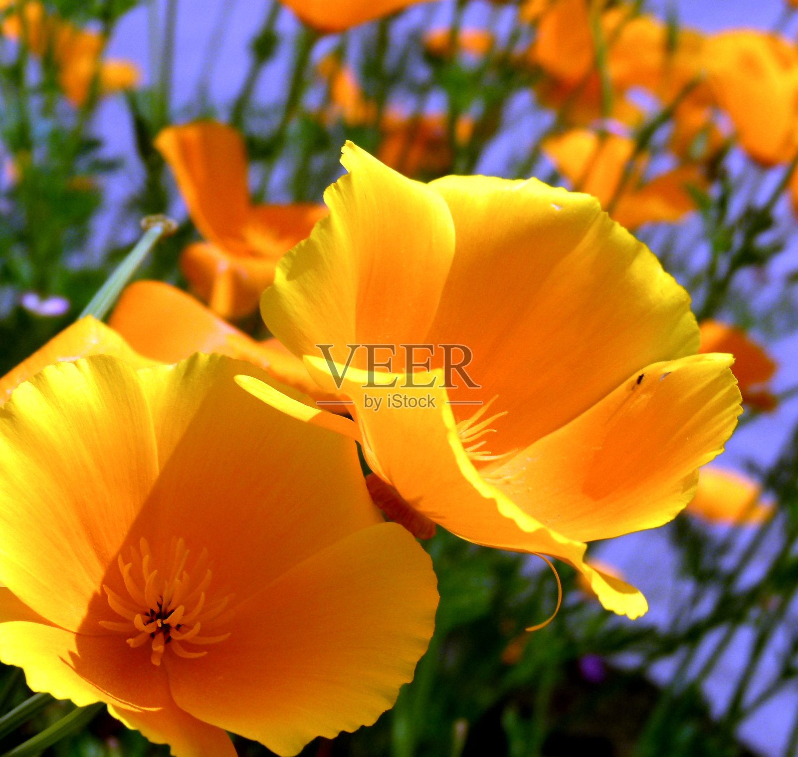 "加利福尼亚的罂粟花照片摄影图片