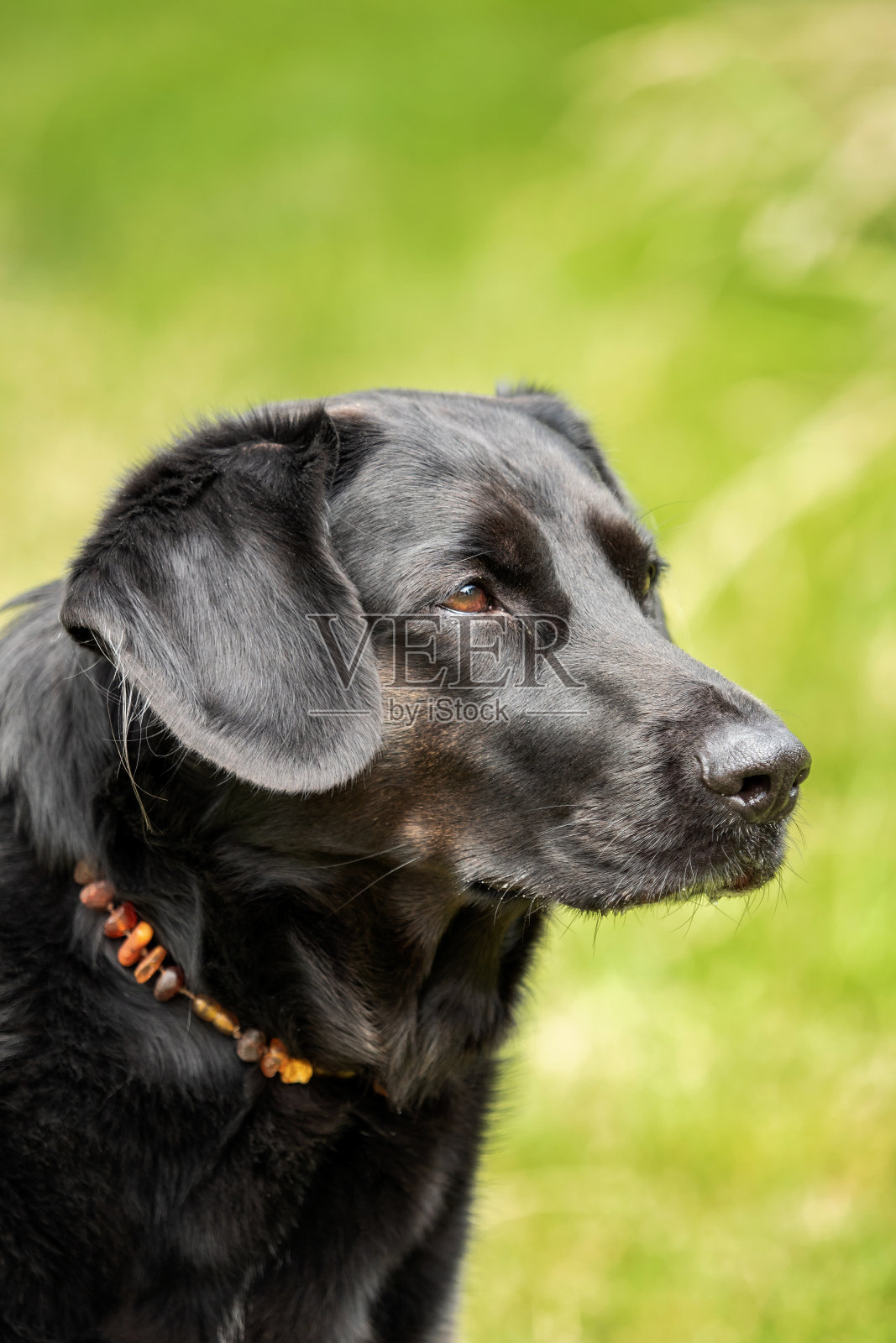 一只黑色的拉布拉多寻回犬在草地上照片摄影图片