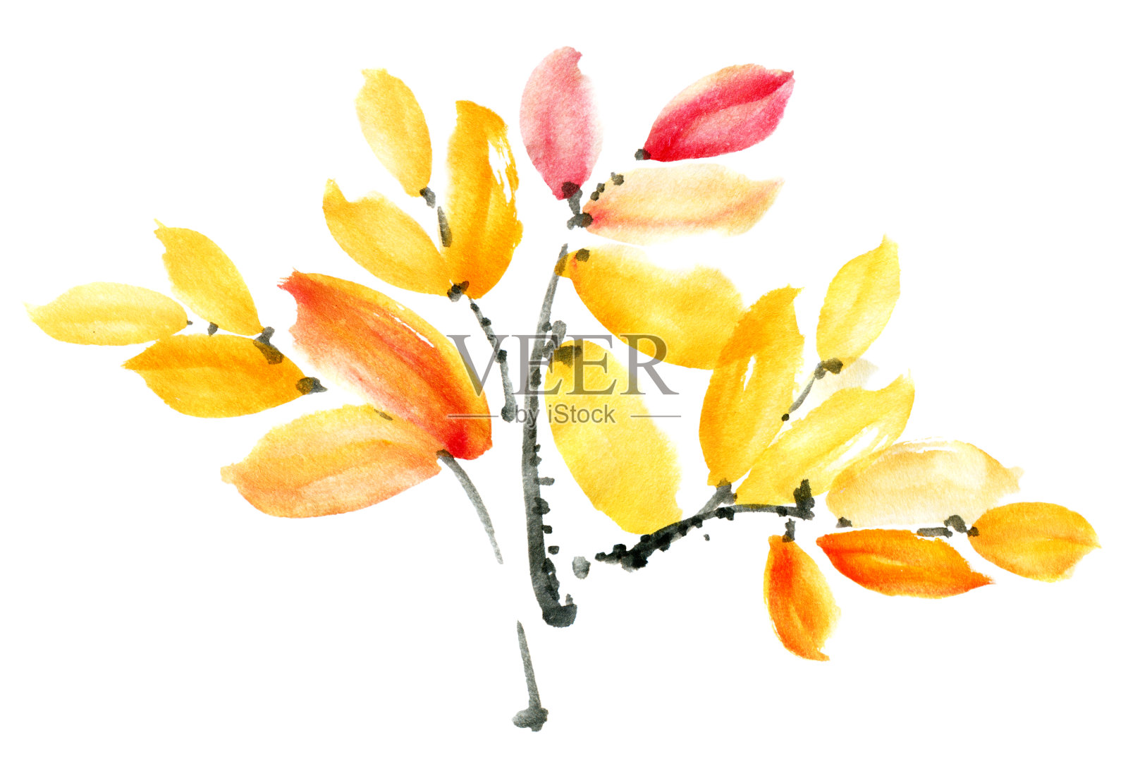 水彩和墨水用树叶画树枝插画图片素材