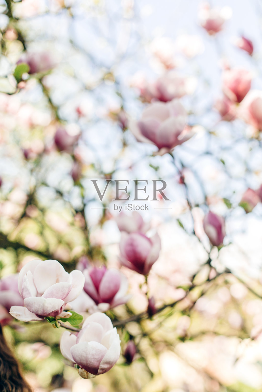 晴朗的天空中，美丽的玉兰花开在枝头。春季植物园中娇嫩开花的树。空间的文本。神奇的时刻。拯救环境照片摄影图片